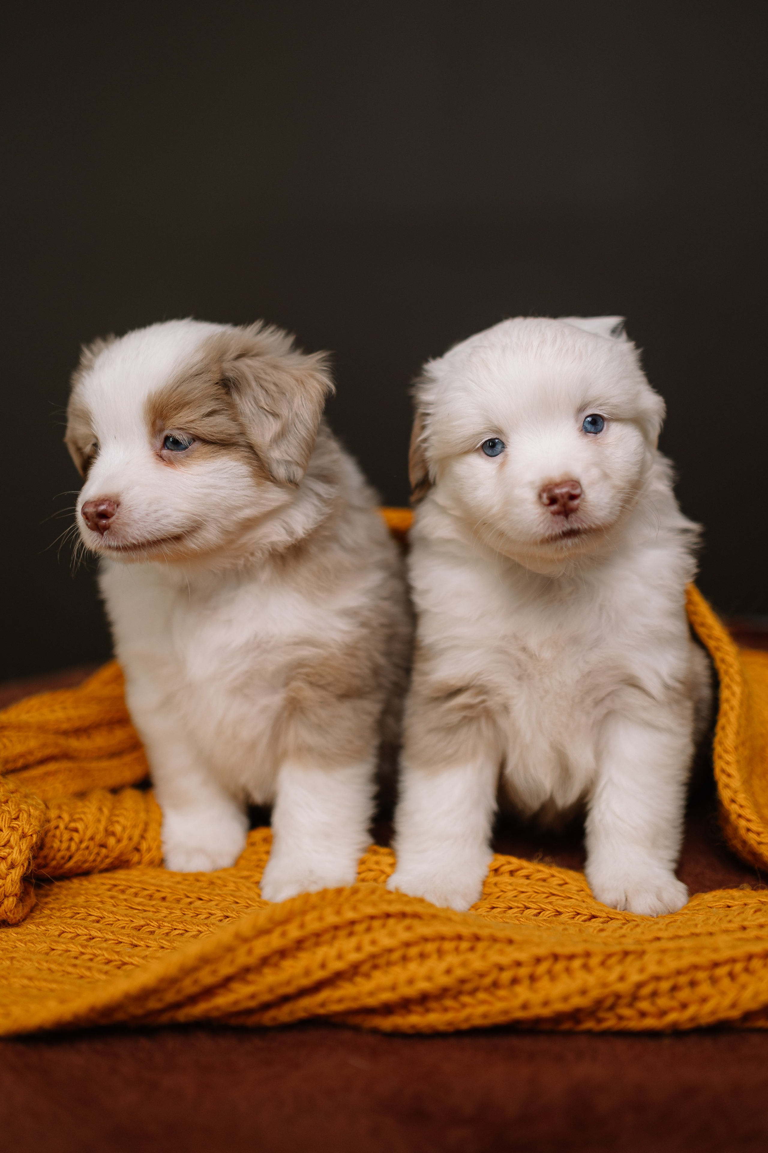 Щенки Миниатюрной американской овчарки. В студии. Фотограф Александра Кузнецова