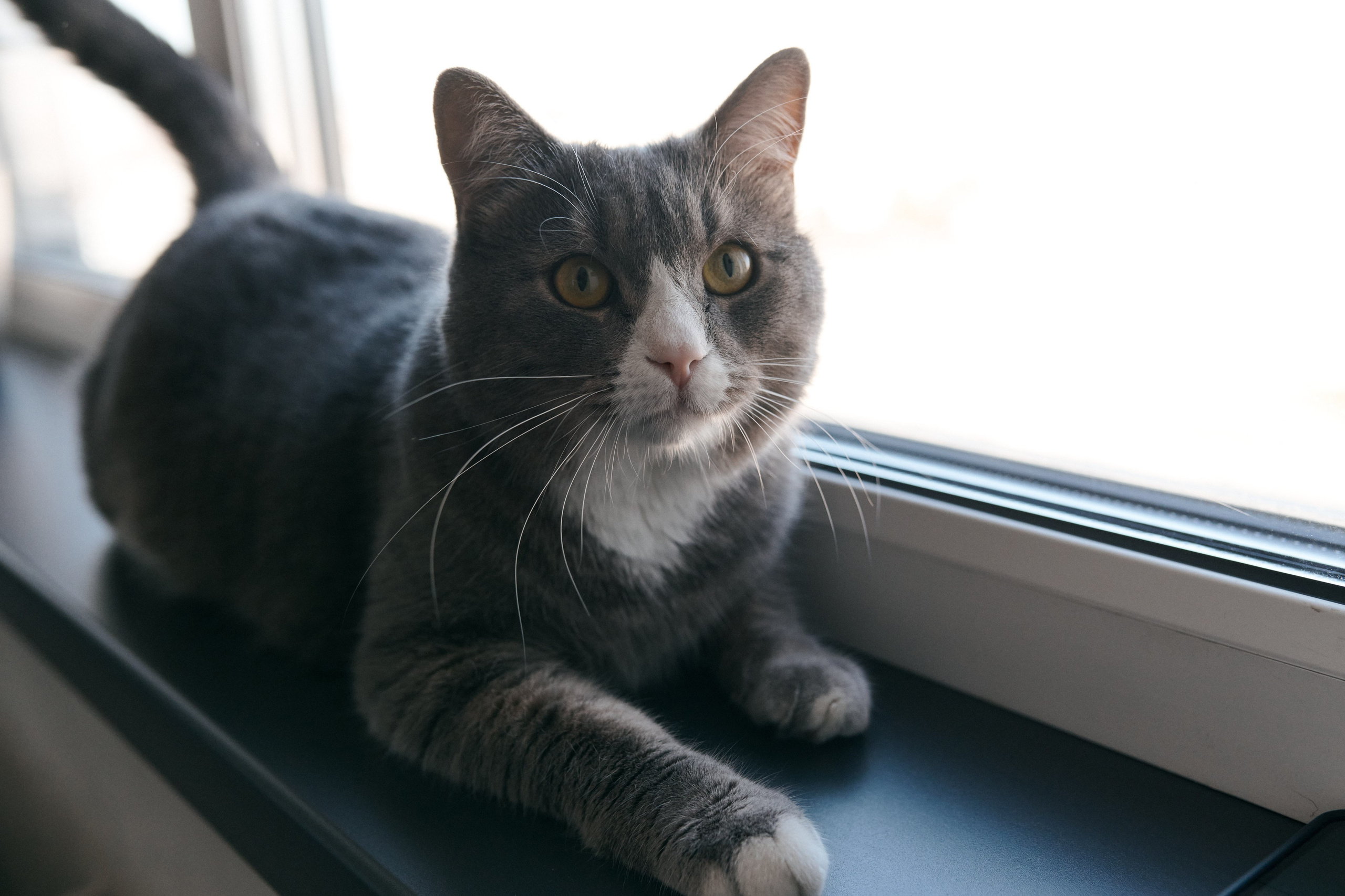 Фотоистория одной пиццы. Сергей Богомолов. Свадебный и семейный фотограф