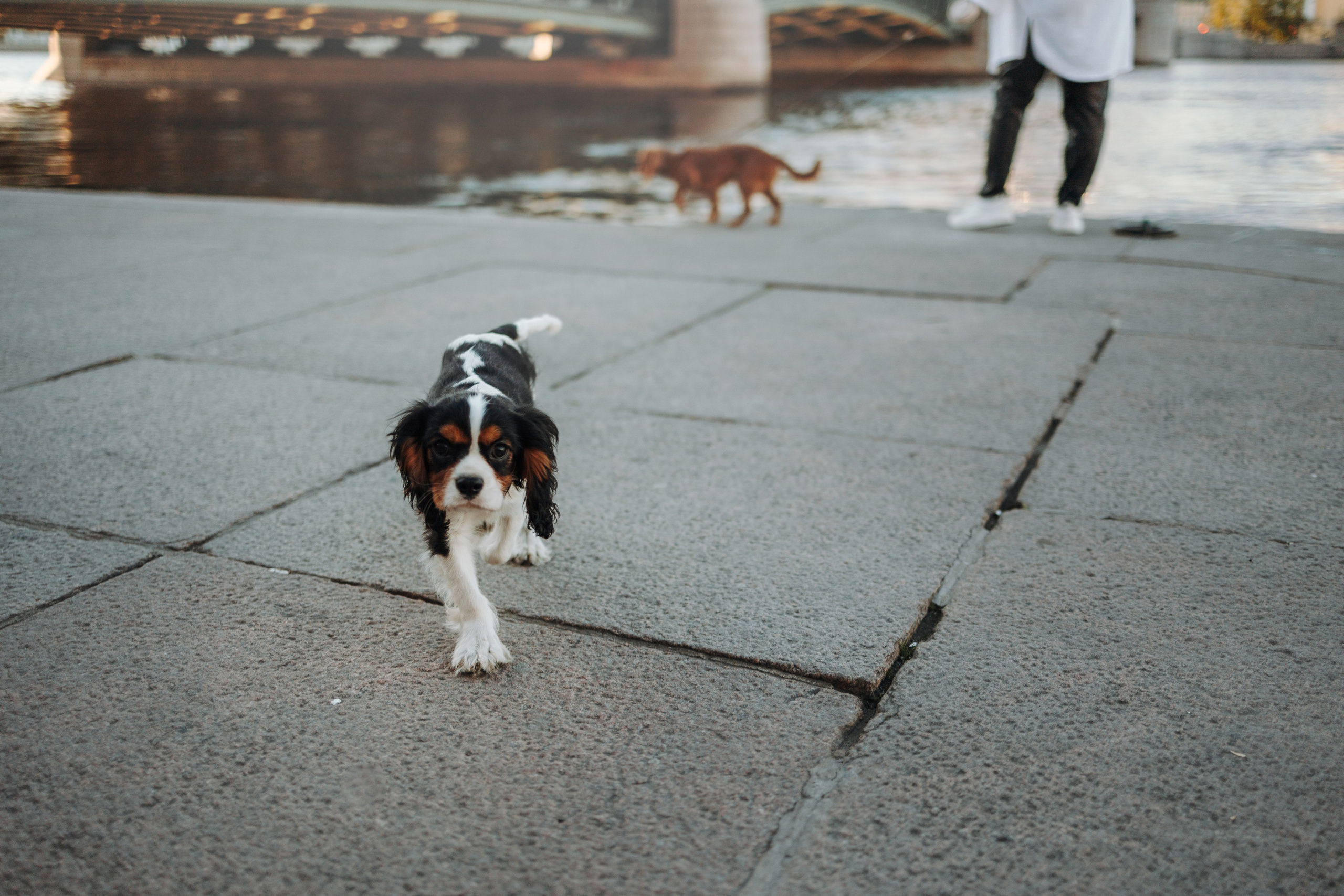 Аня, Стеша и Степан. Фотограф — Анималист | Санкт-Петербург