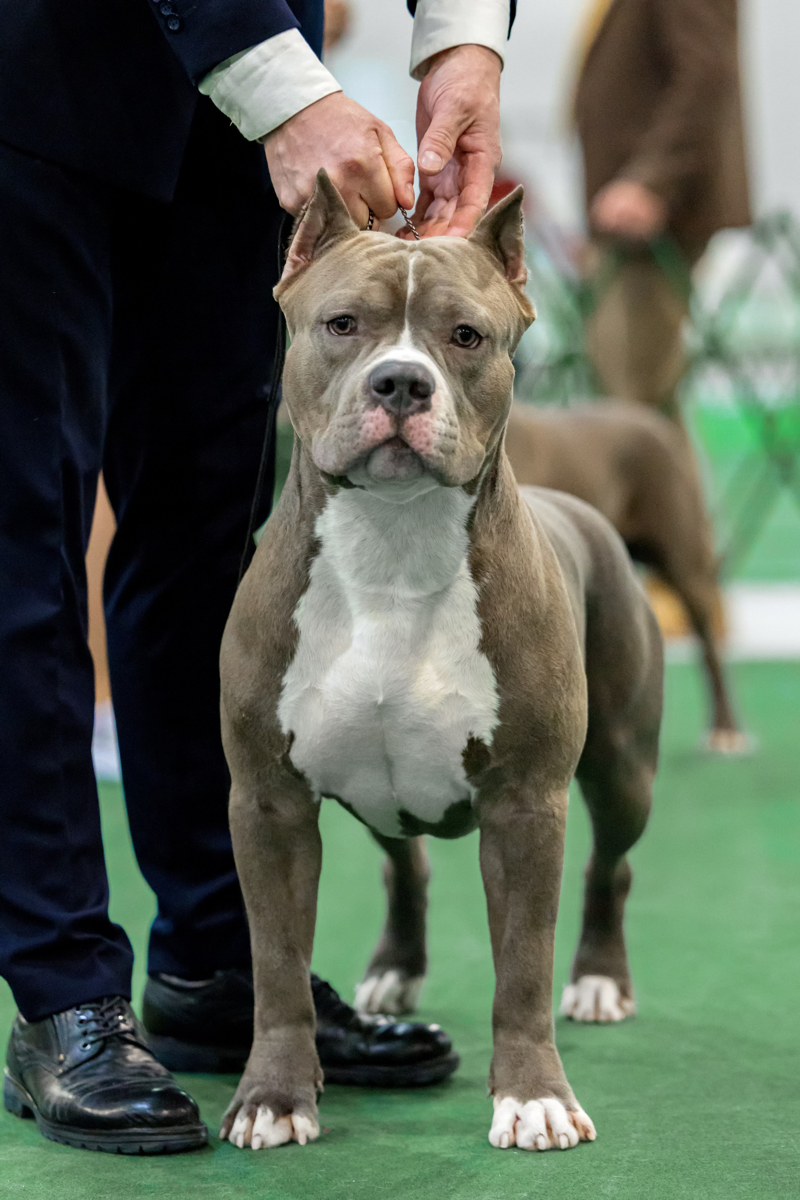 Крокус 3,9 и 10.12.2023. Фотограф-анималист Юлия Германика