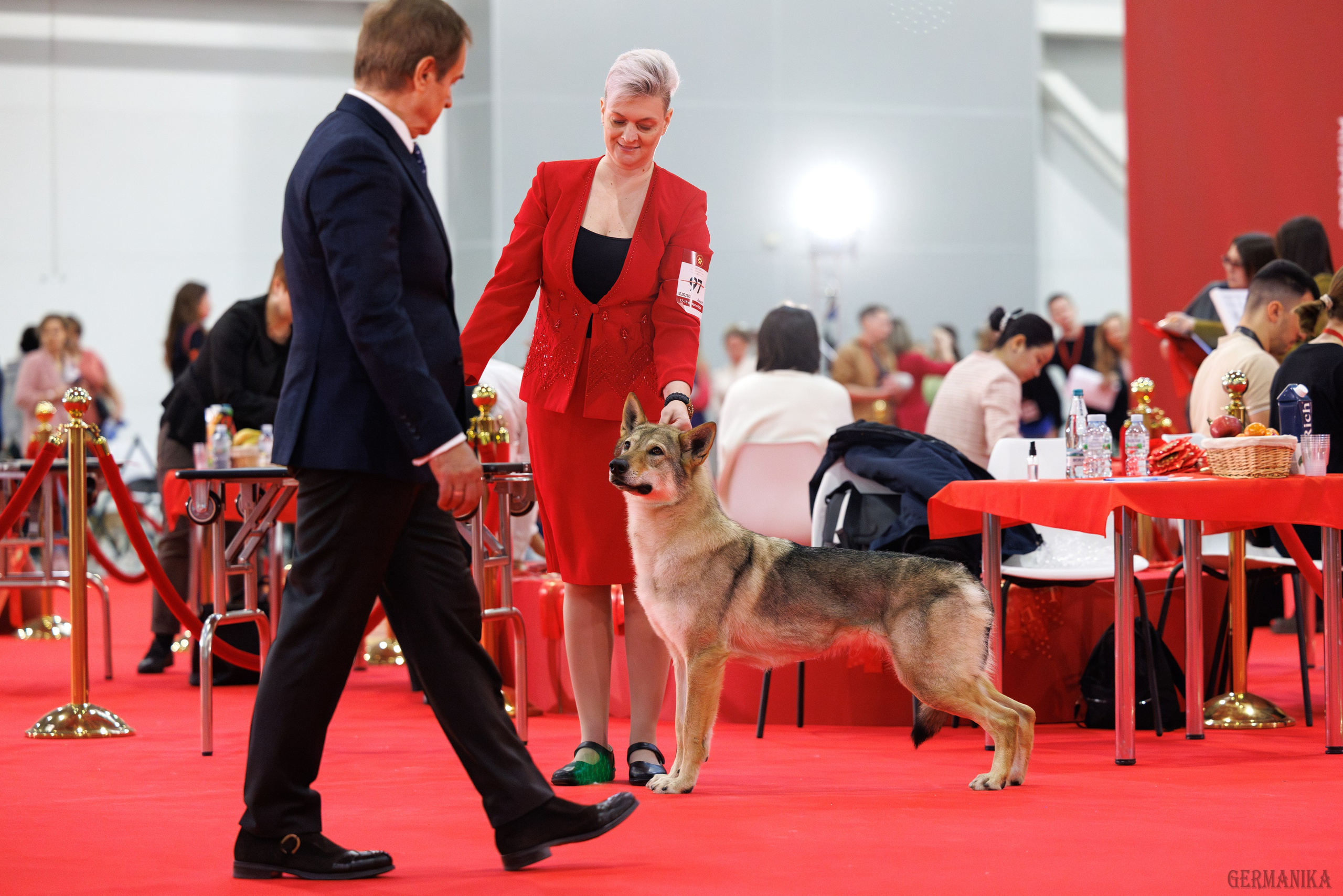 Лучшие Собаки России 17-18.02.2024. Фотограф-анималист Юлия Германика