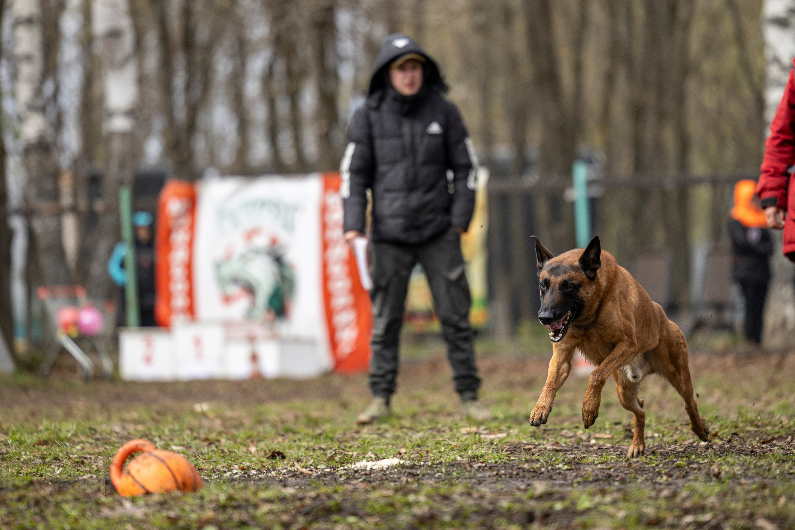 Квалификационные состязания по мондьорингу г. Вологда 11.05.24. Фотограф-анималист Анна Маринич