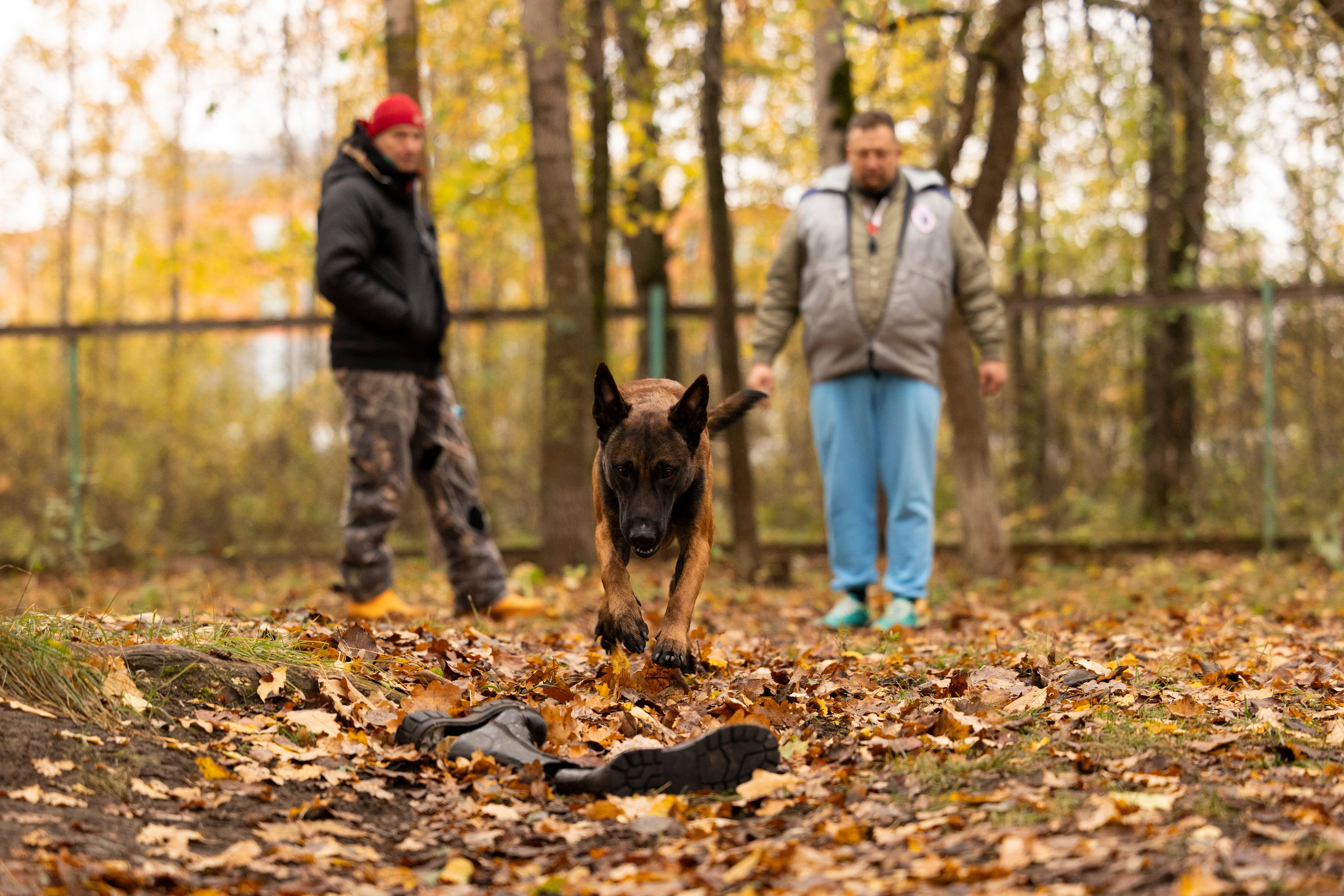 Соревнования по Мондьорингу г. Вологда. Фотограф-анималист Анна Маринич