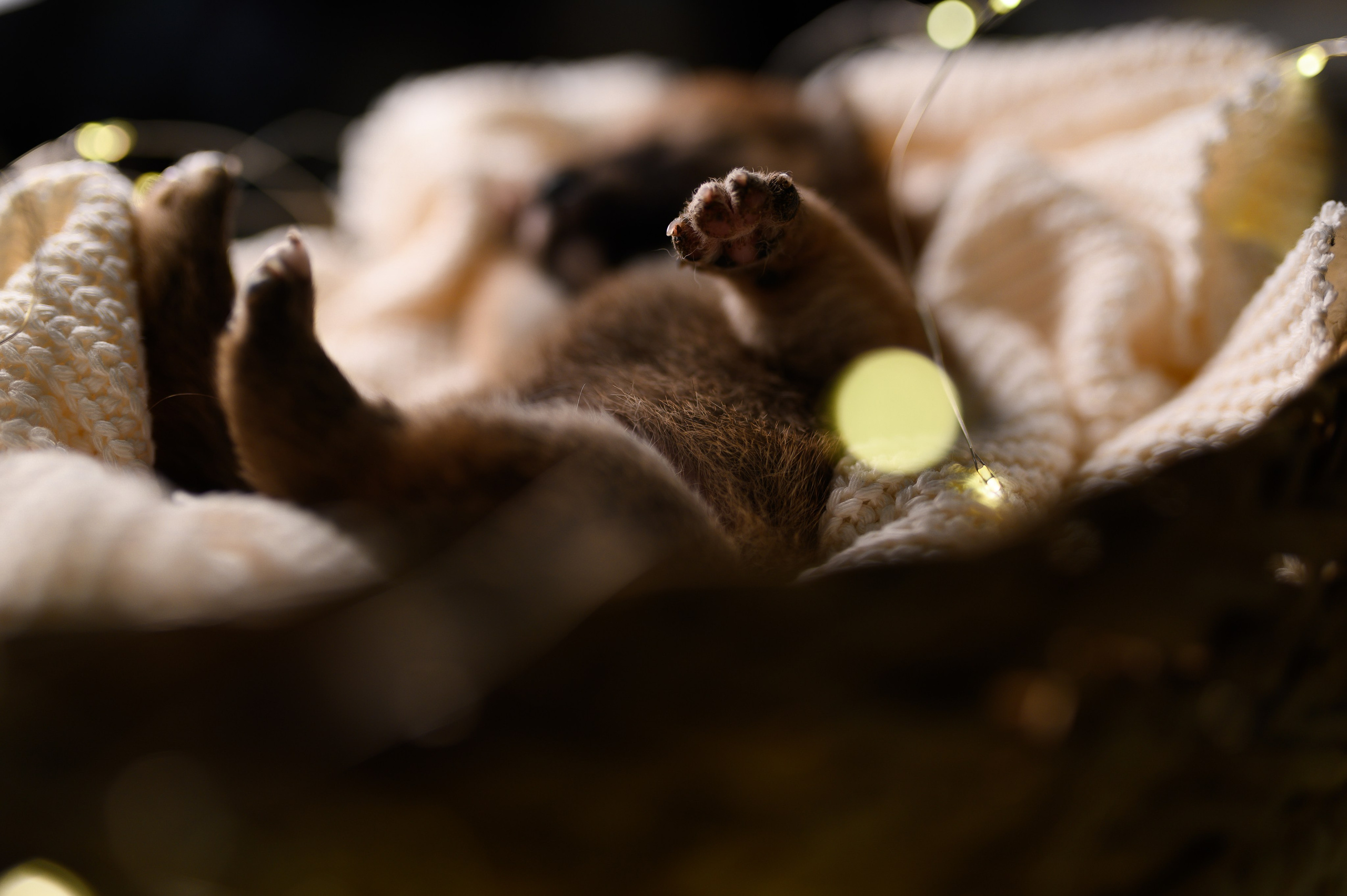 Мамесиба. Фотограф анималист в Москве Ольга Агушева