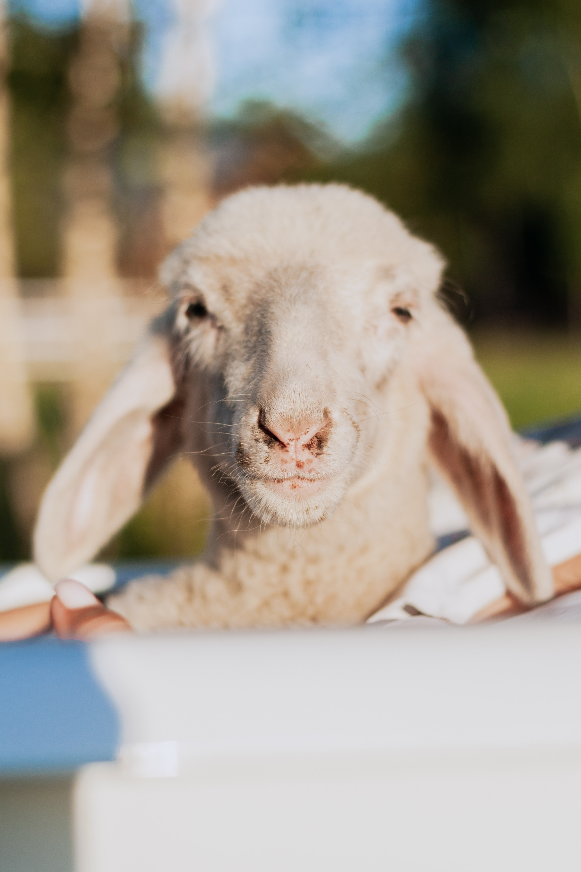 Ванна в поле. Фотограф-анималист Татьяна Степанова