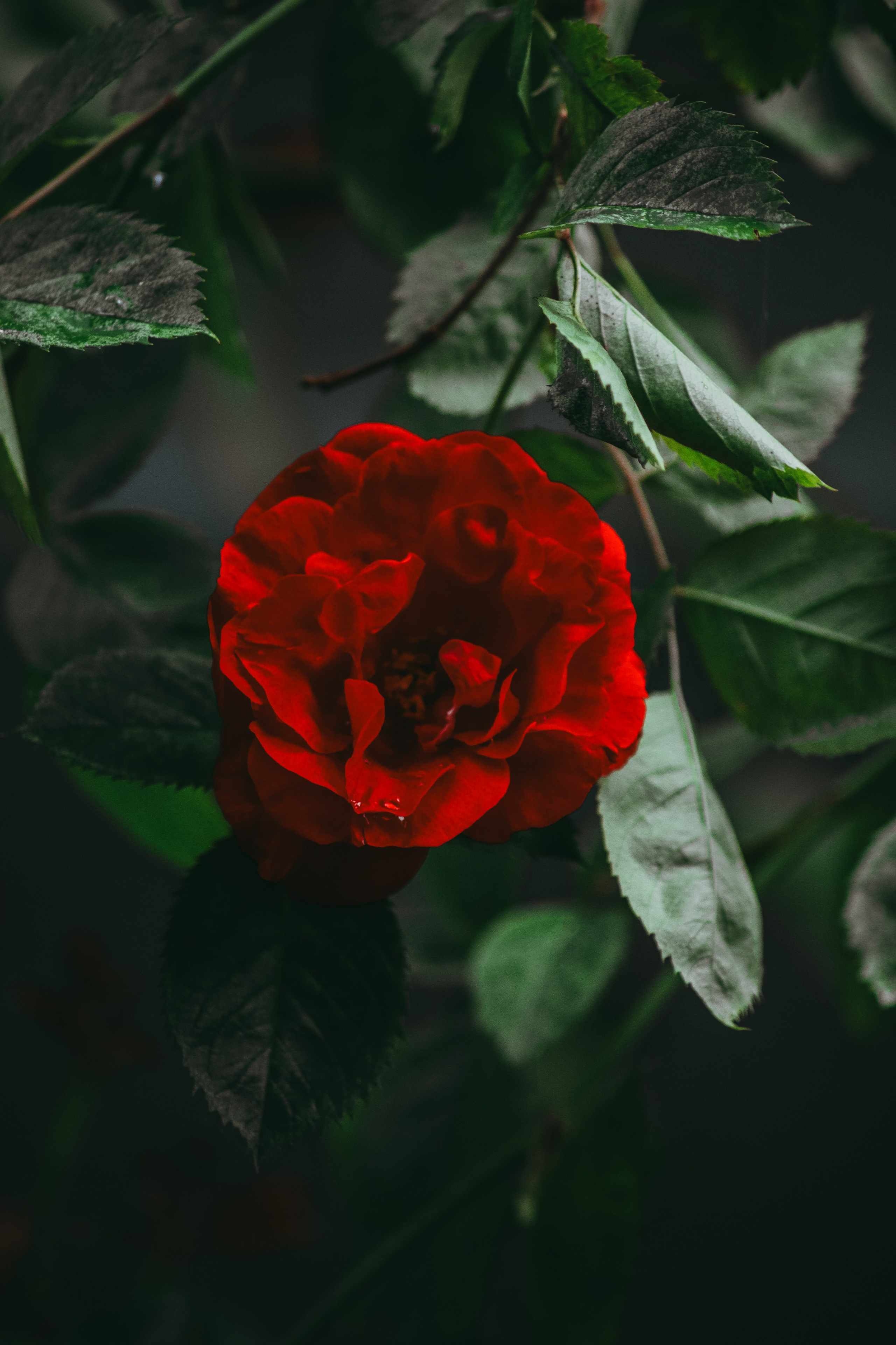 Р А С Т Е Н И Я. — Digital Noise —