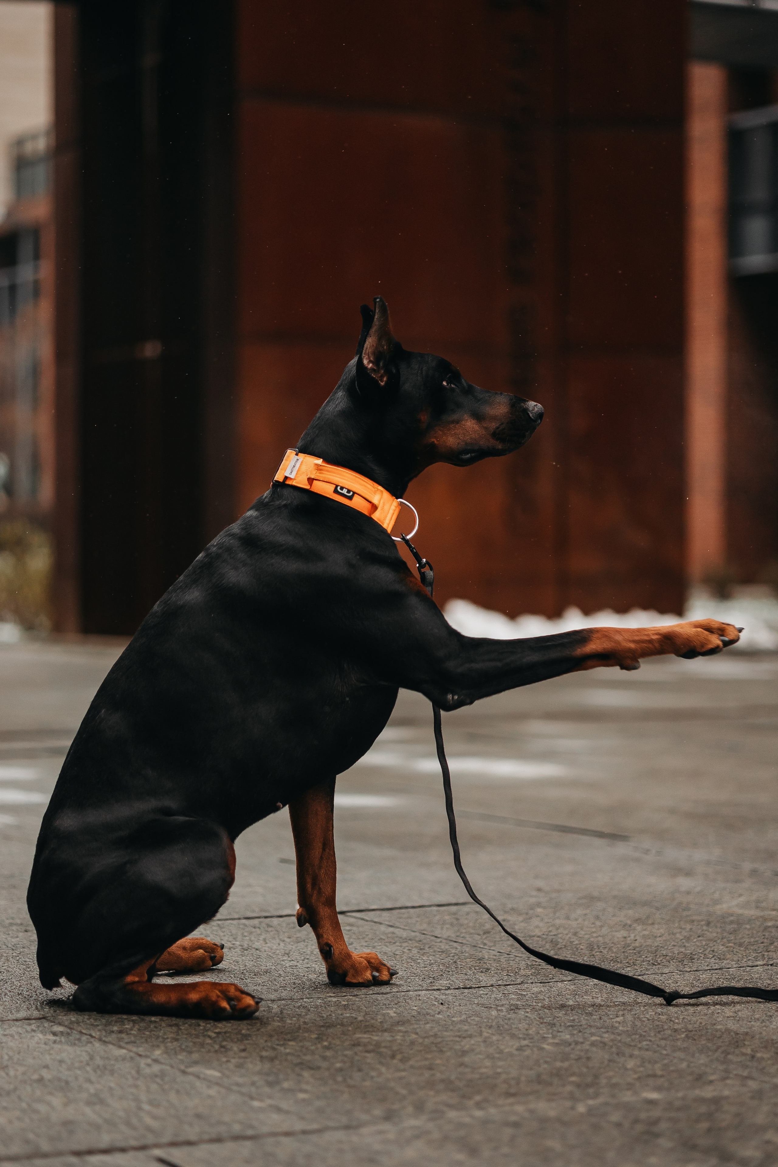 Дари и Гранд. Фотограф-анималист в Санкт-Петербурге Алина Яхонт
