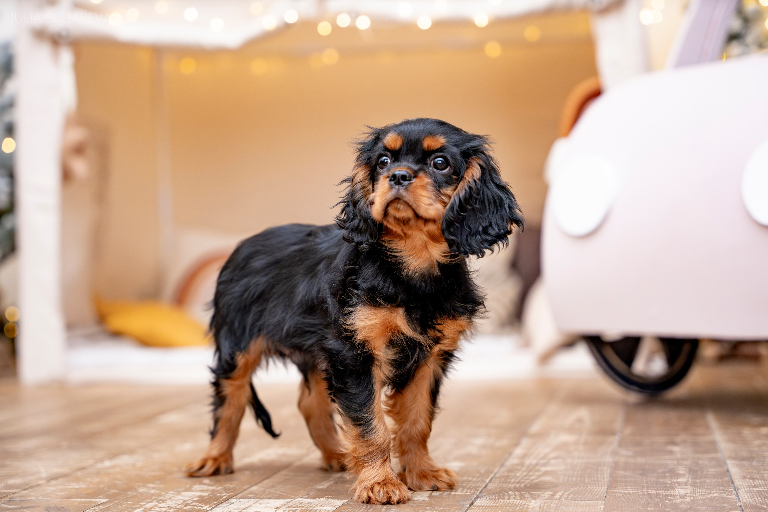 Щенки Кавалер кинг-чарльз-спаниель (Новый год). Главная