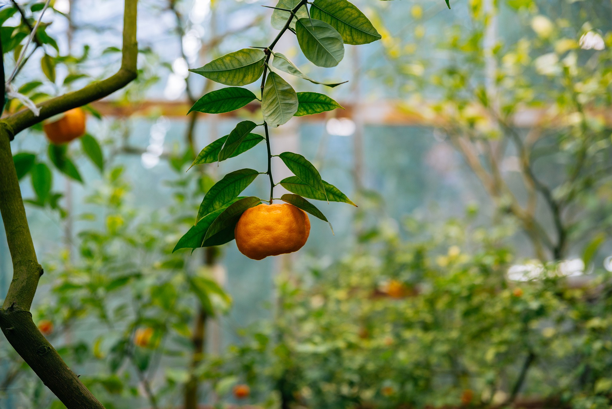 Ботанический сад. Субтропический маршрут. Март 26. Репортажный фотограф в Санкт-Петербурге Анастасия Клёпова