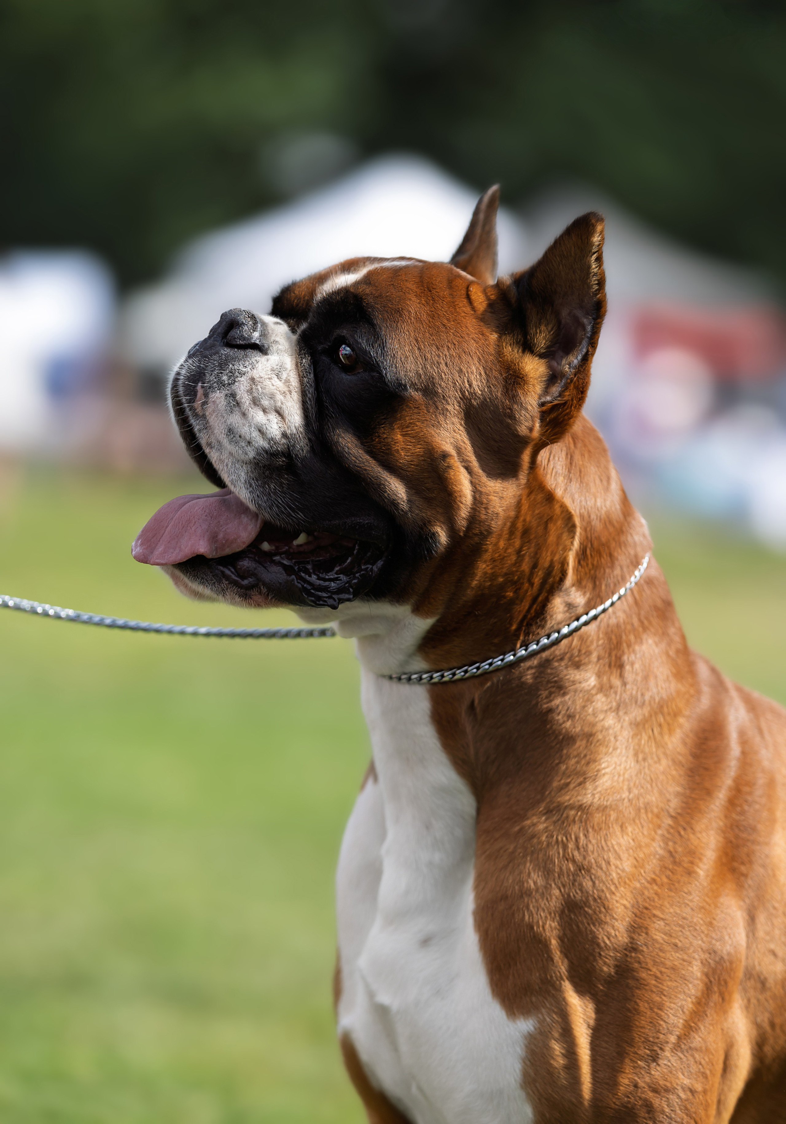 Съемка на выставках. Фотограф-анималист в Санкт-Петербурге — Юлия Чайкина