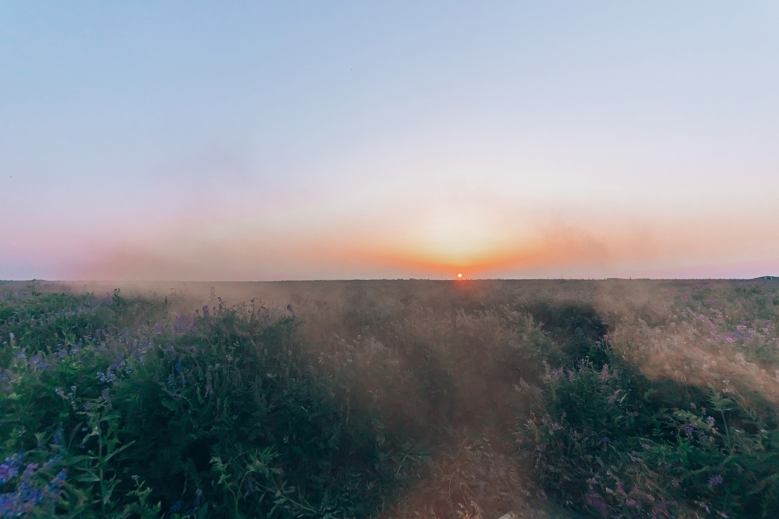 Иван-чай. Фотограф в Красноярске Гетманова Мила