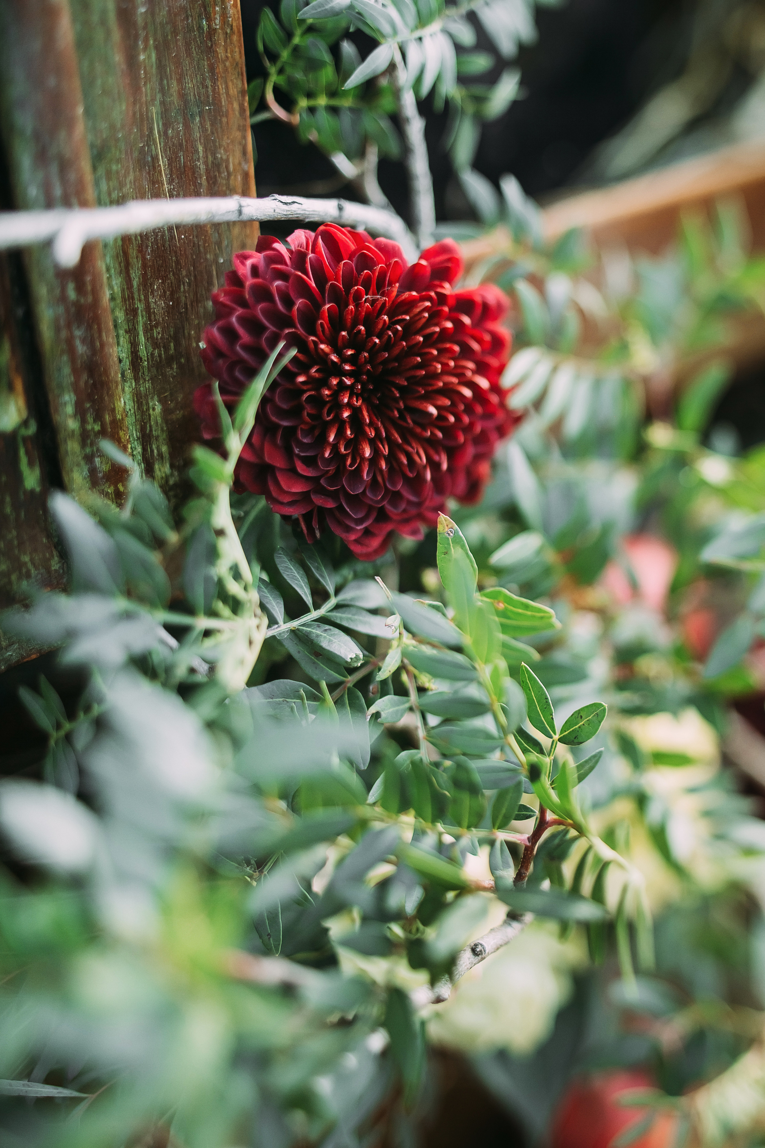 Том Сойер. Фотограф в Красноярске Гетманова Мила