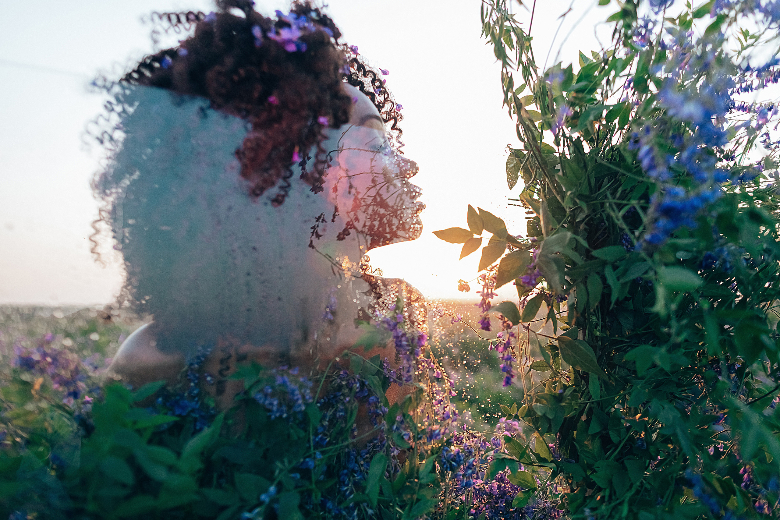 Иван-чай. Фотограф в Красноярске Гетманова Мила