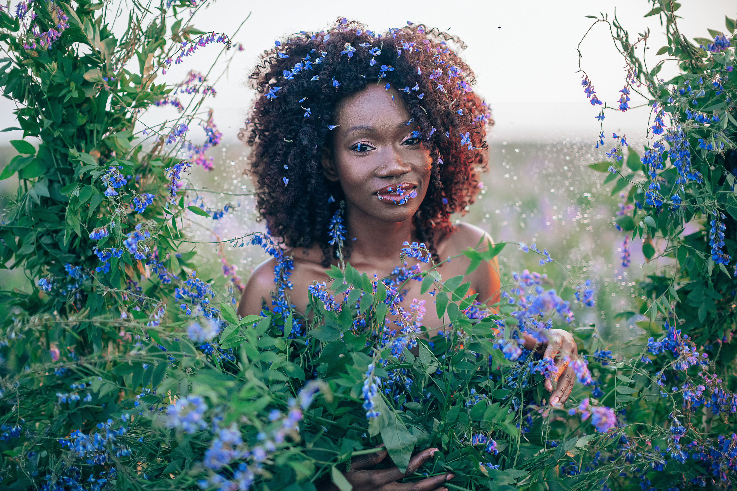 Иван-чай. Фотограф в Красноярске Гетманова Мила