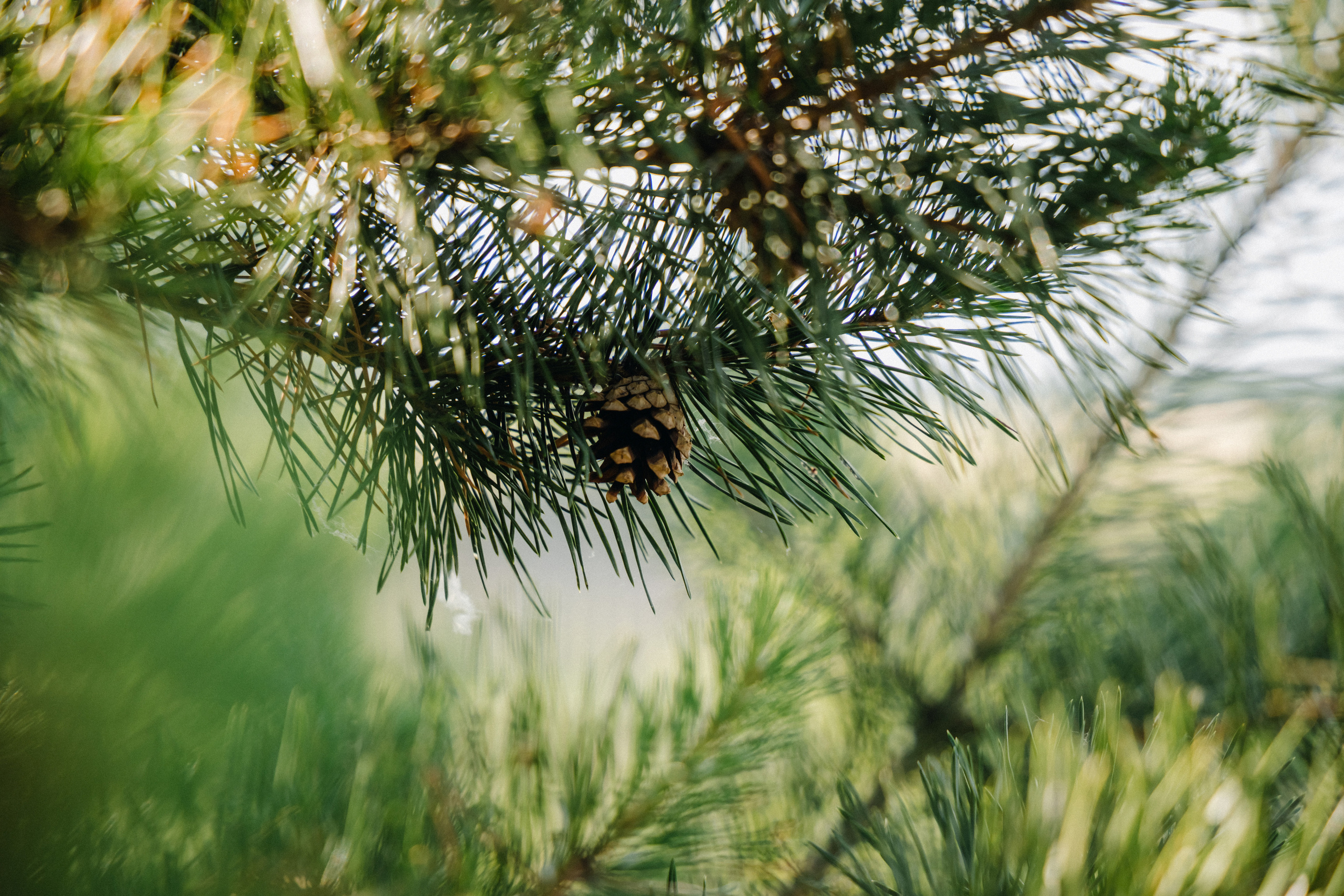 Татьяна+Иван. Фотограф в Красноярске Гетманова Мила