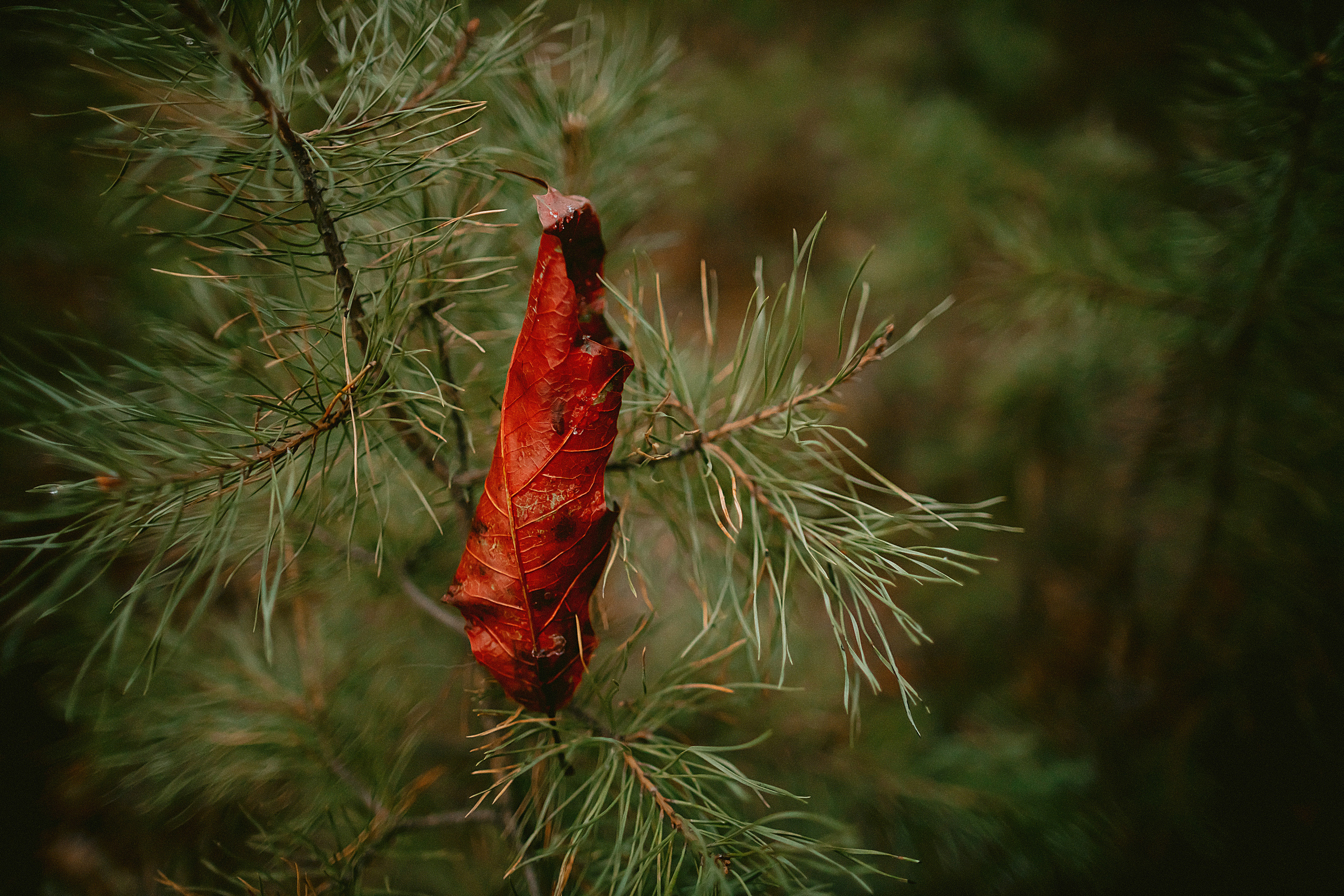 Домик в лесу. Фотограф в Красноярске Гетманова Мила