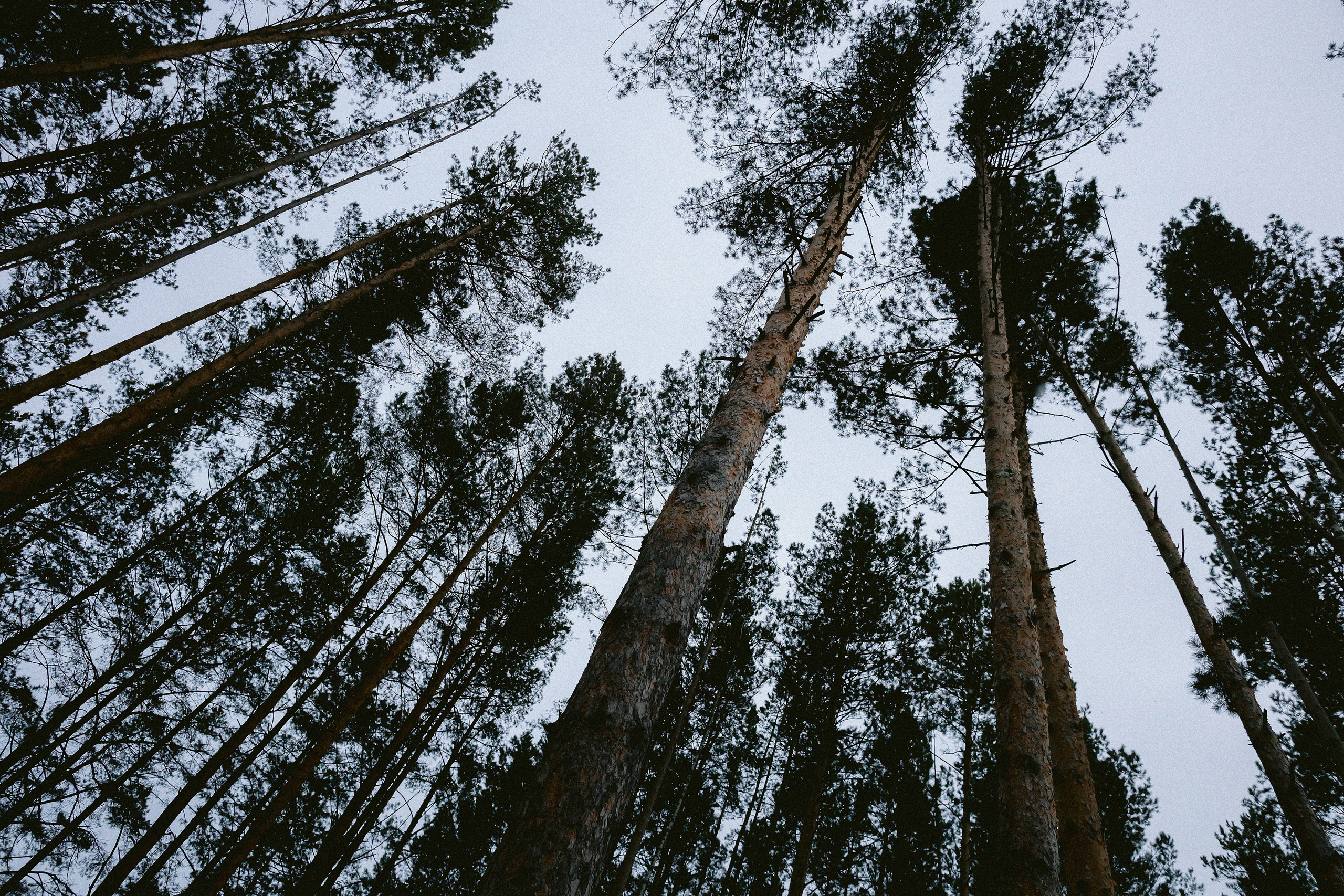Домик в лесу. Фотограф в Красноярске Гетманова Мила
