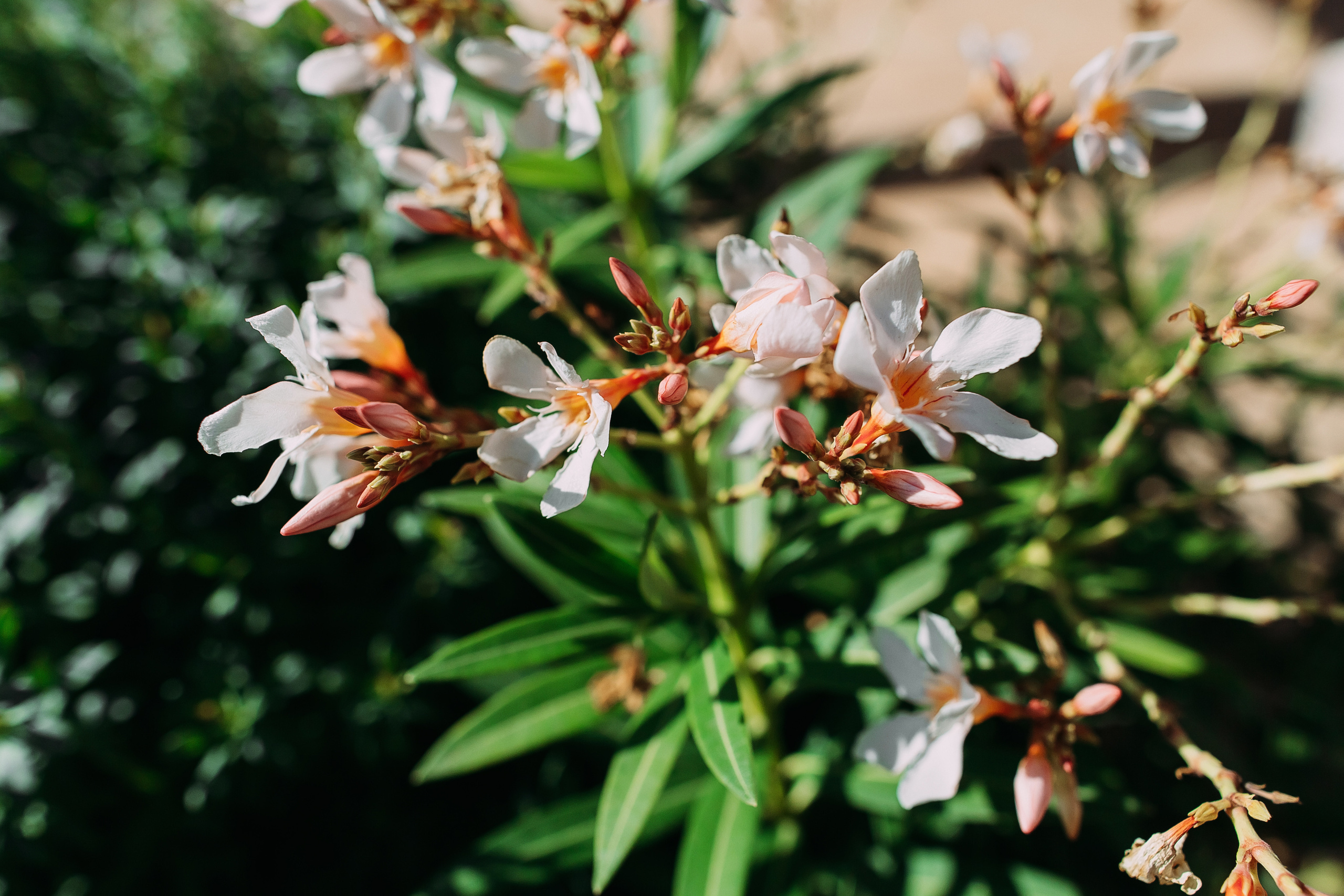 Катерина+Александр. Кипр. Фотограф в Красноярске Гетманова Мила