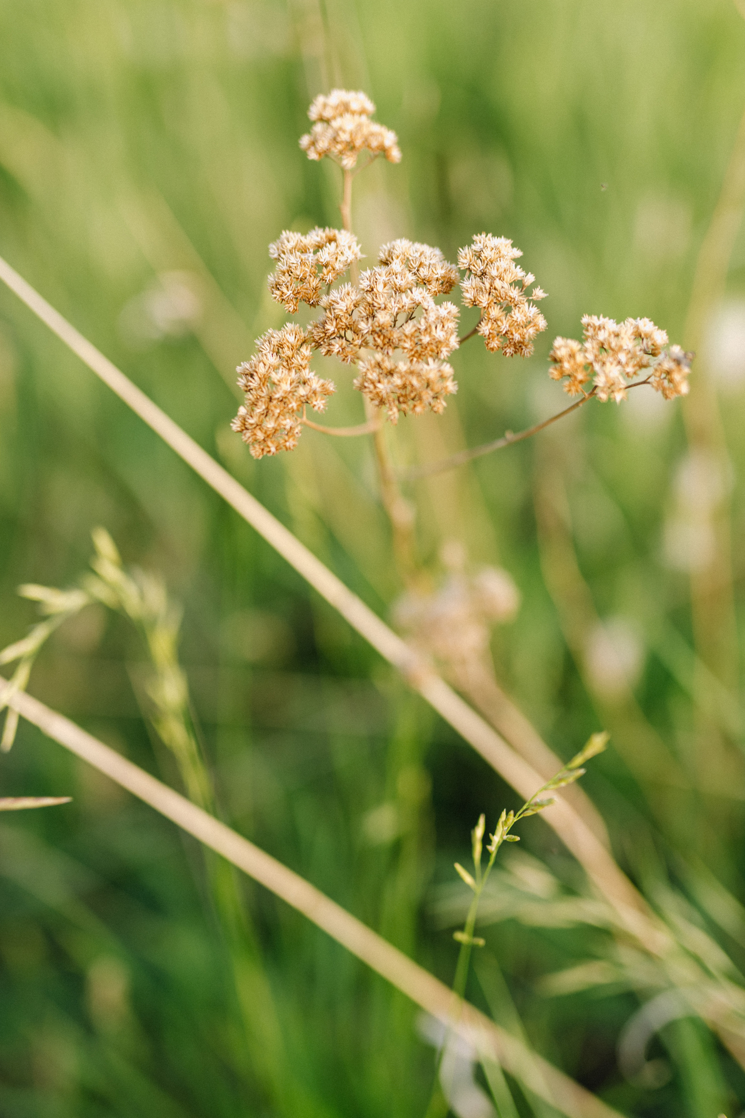 Татьяна+Иван. Фотограф в Красноярске Гетманова Мила