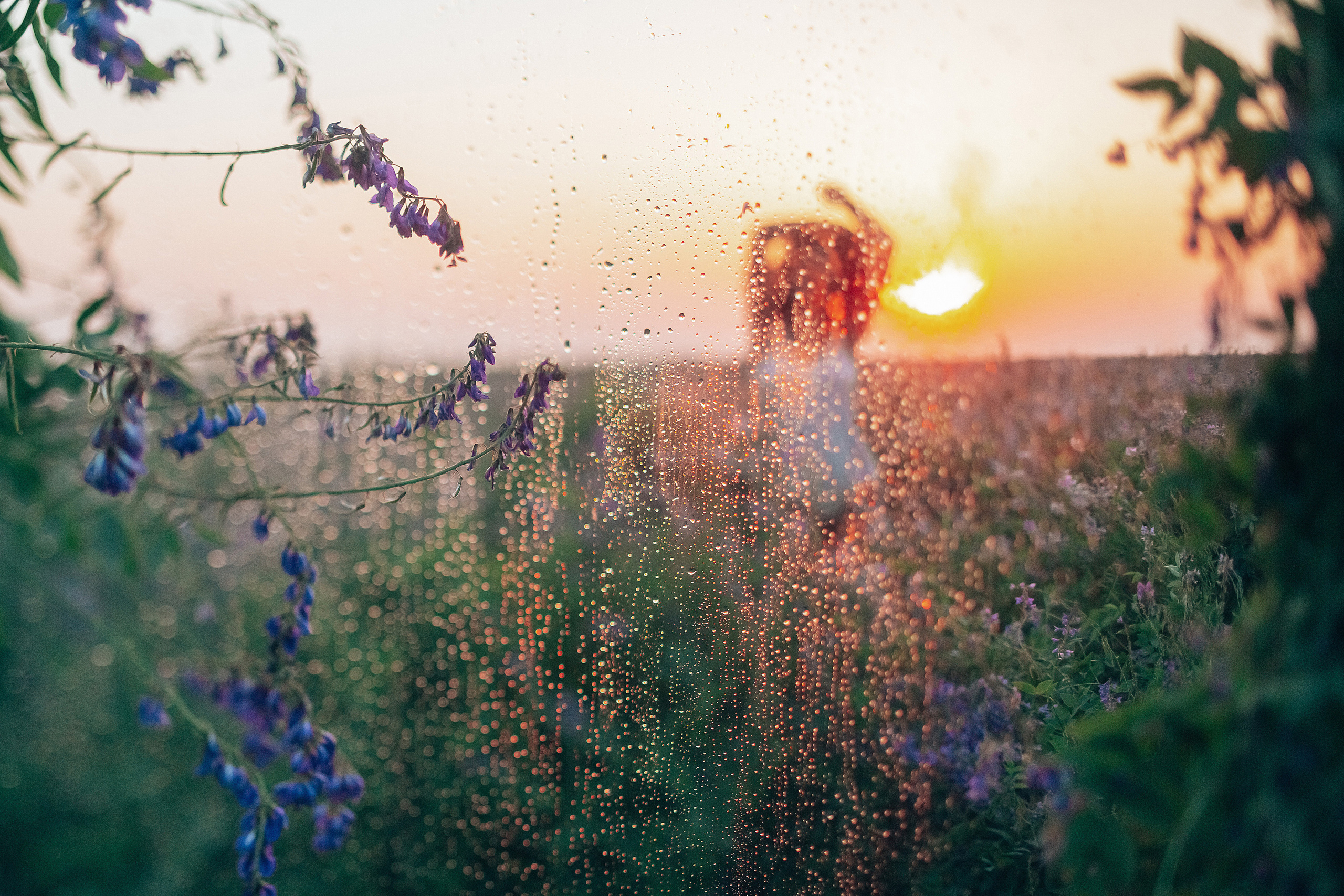 Иван-чай. Фотограф в Красноярске Гетманова Мила