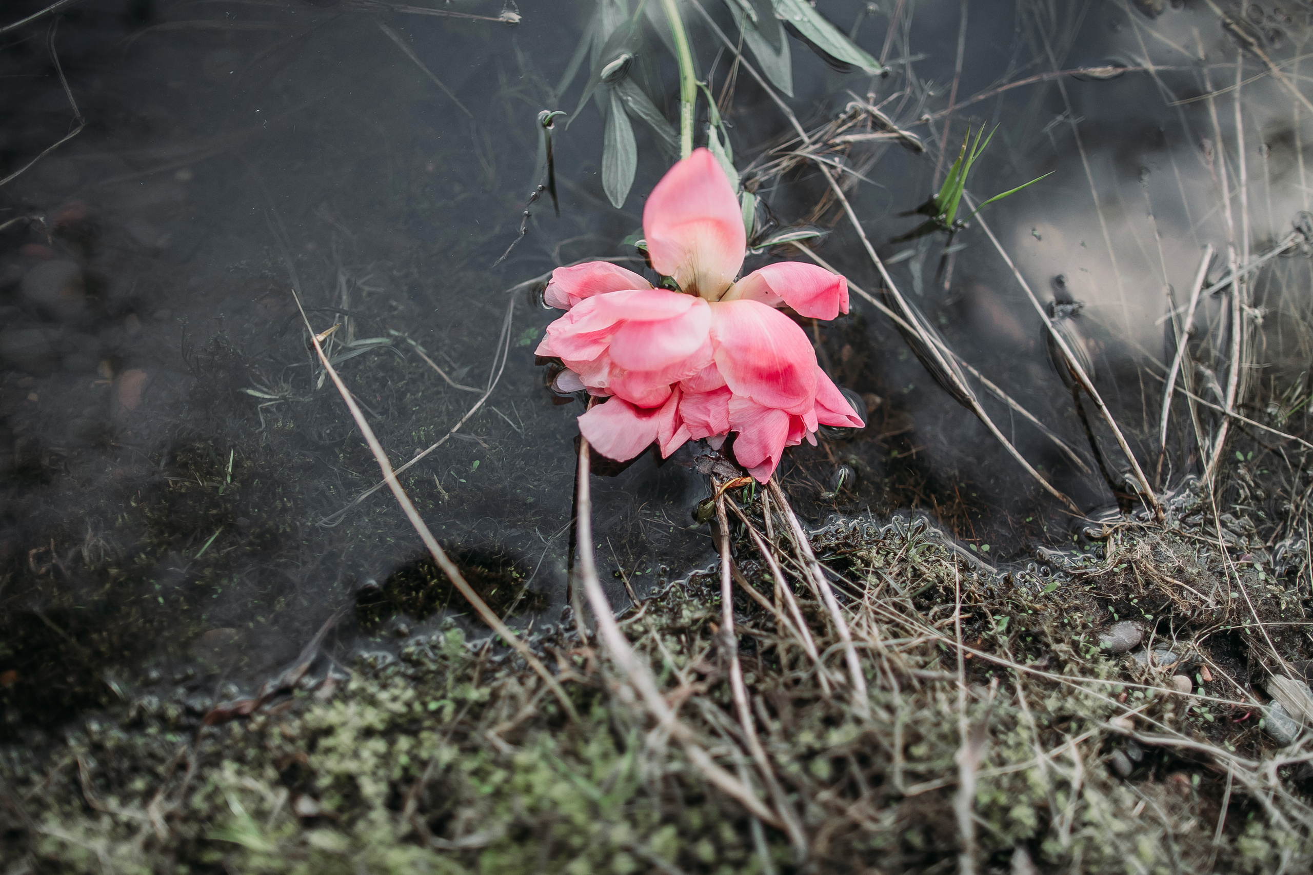 Том Сойер. Фотограф в Красноярске Гетманова Мила