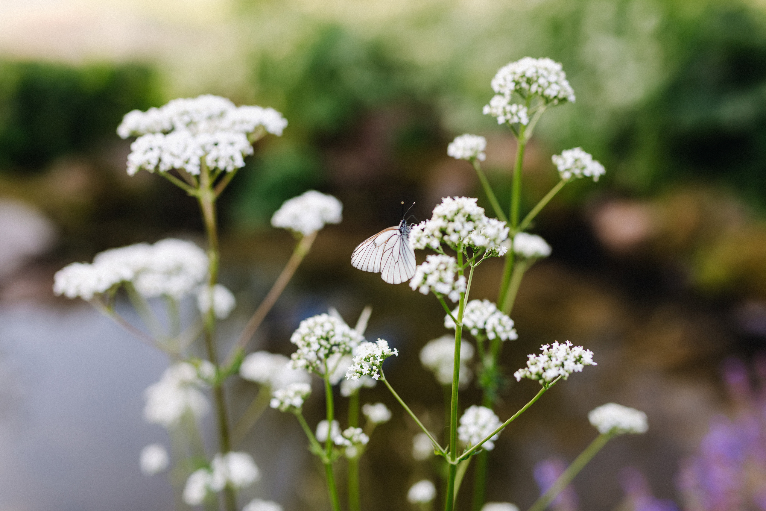 Татьяна+Иван. Фотограф в Красноярске Гетманова Мила
