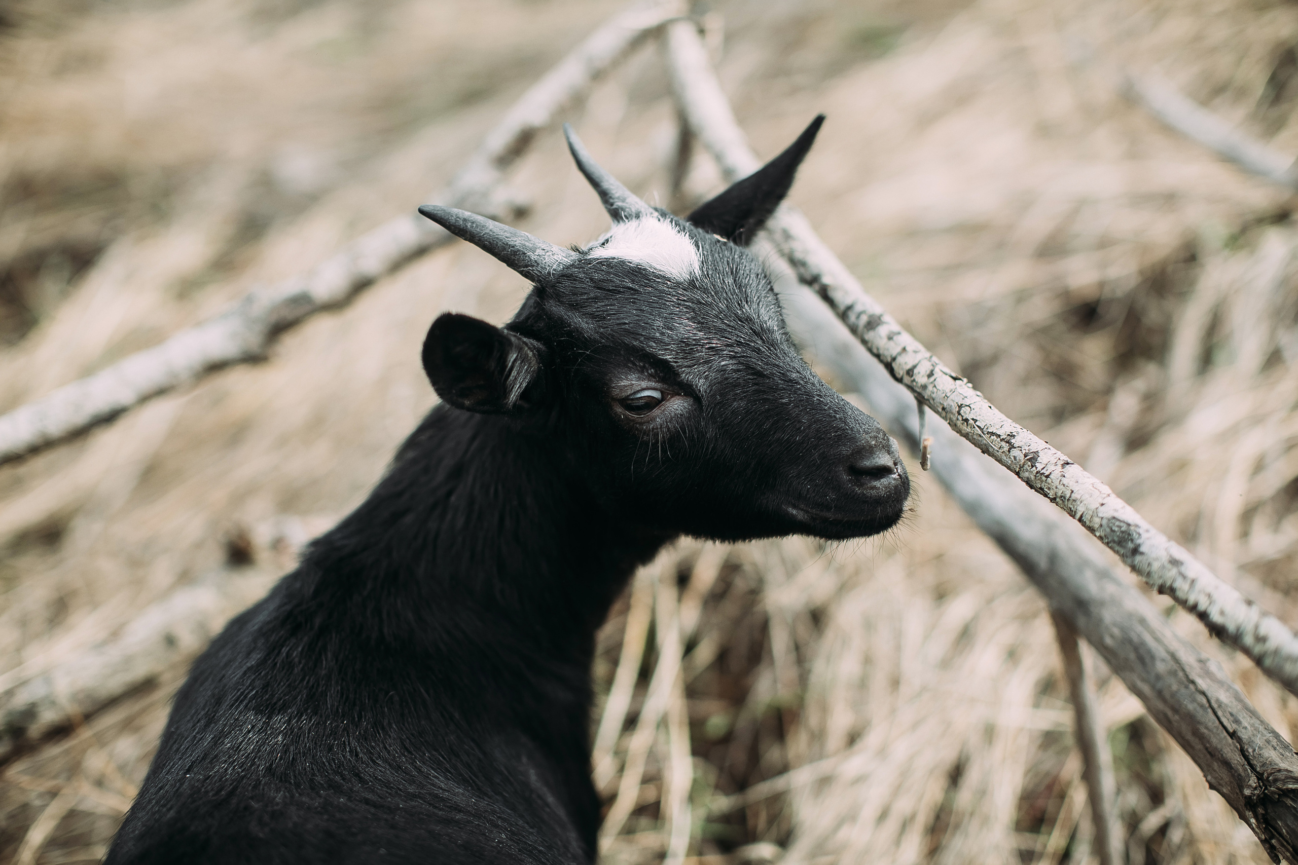 Том Сойер. Фотограф в Красноярске Гетманова Мила
