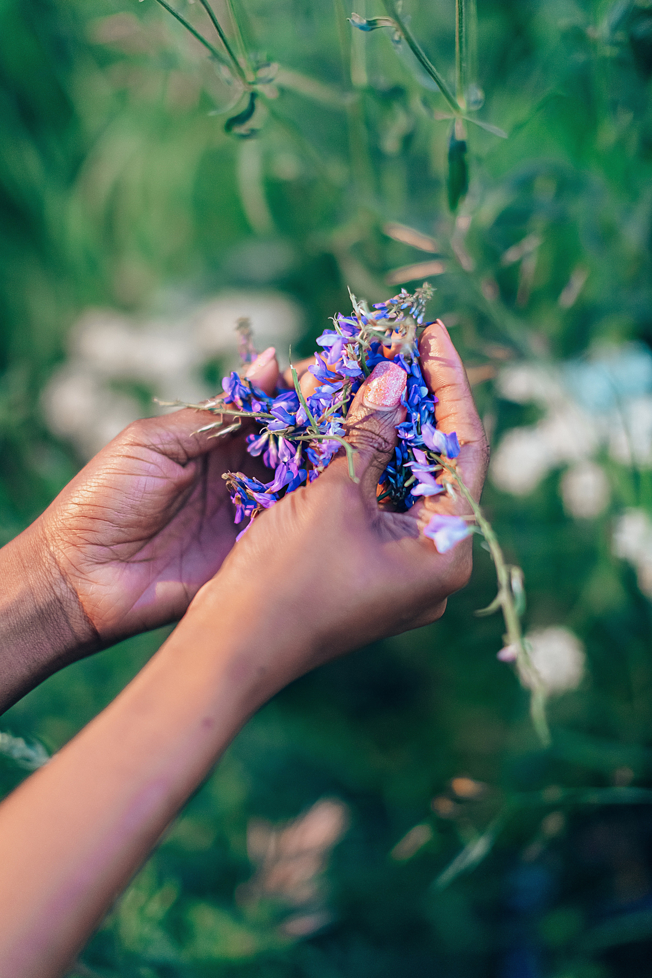 Иван-чай. Фотограф в Красноярске Гетманова Мила