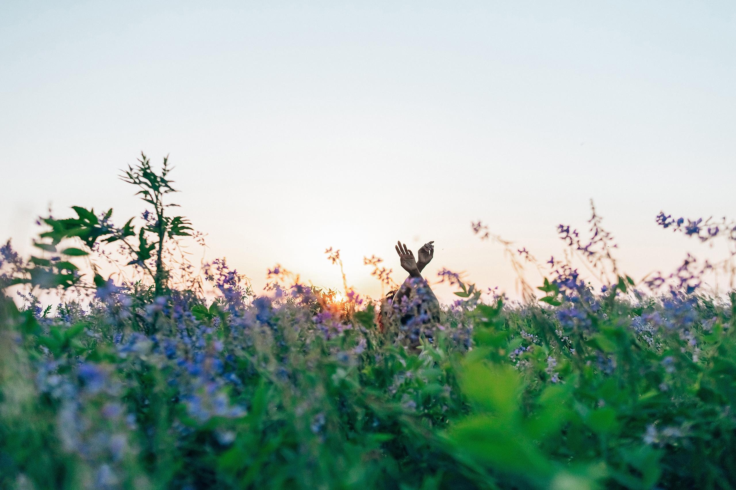 Иван-чай. Фотограф в Красноярске Гетманова Мила