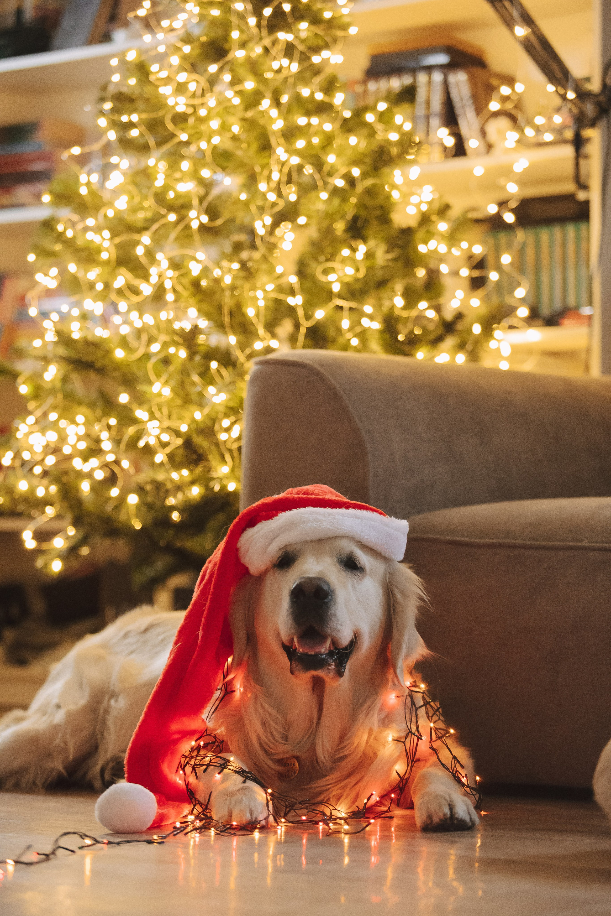 Снежик и Веста, НГ. Свадебный и женский фотограф