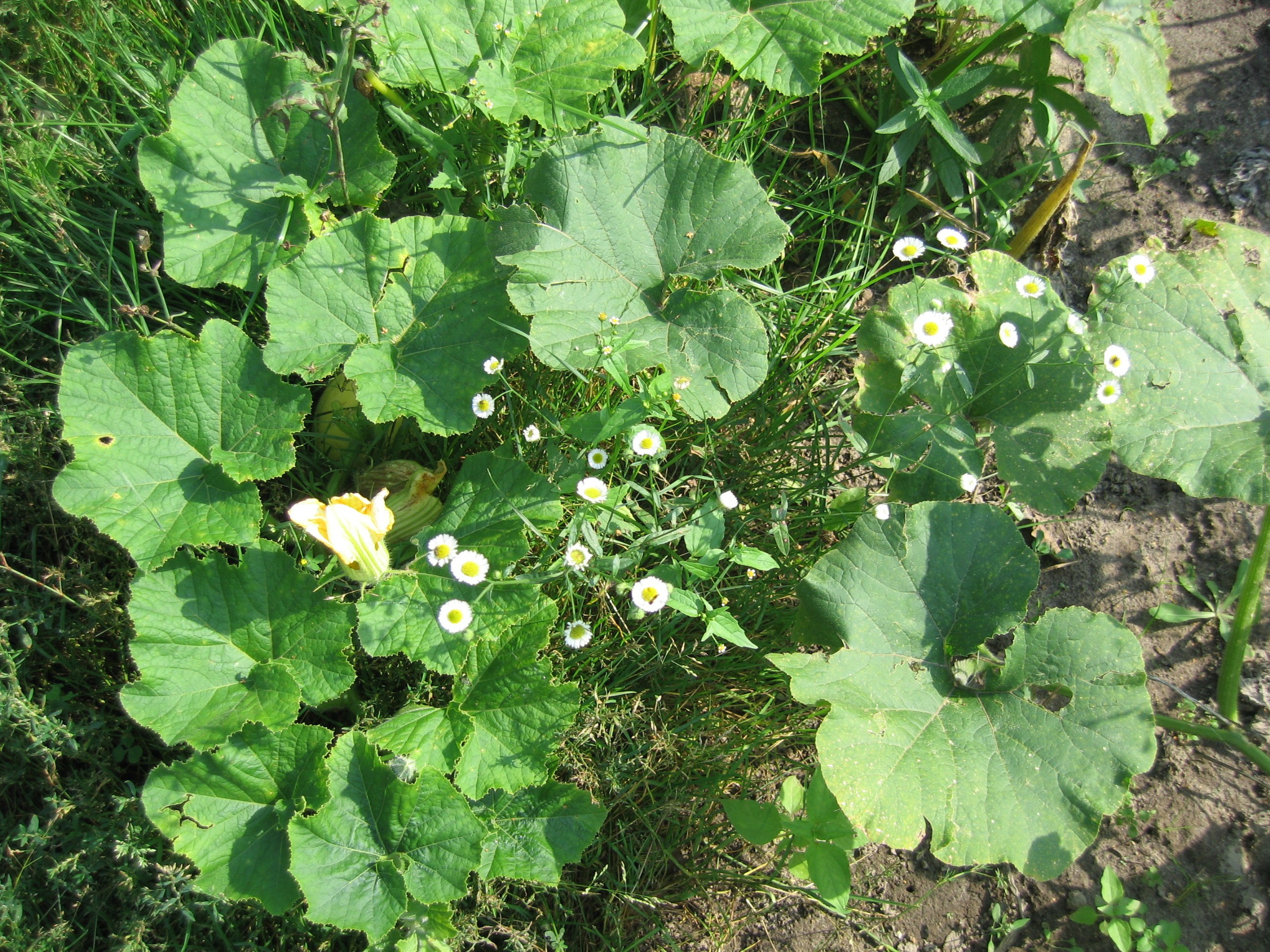 Зелёные листья и белые цветы с жёлтыми серединками. Вокруг растёт трава и видна земля.