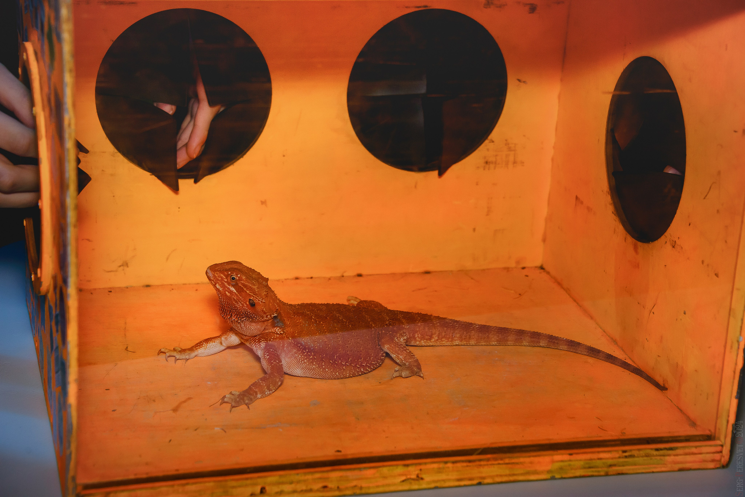 Треш-коробка. Ваш фотограф на праздник в Москве, Раменском, Жуковском, Люберцах