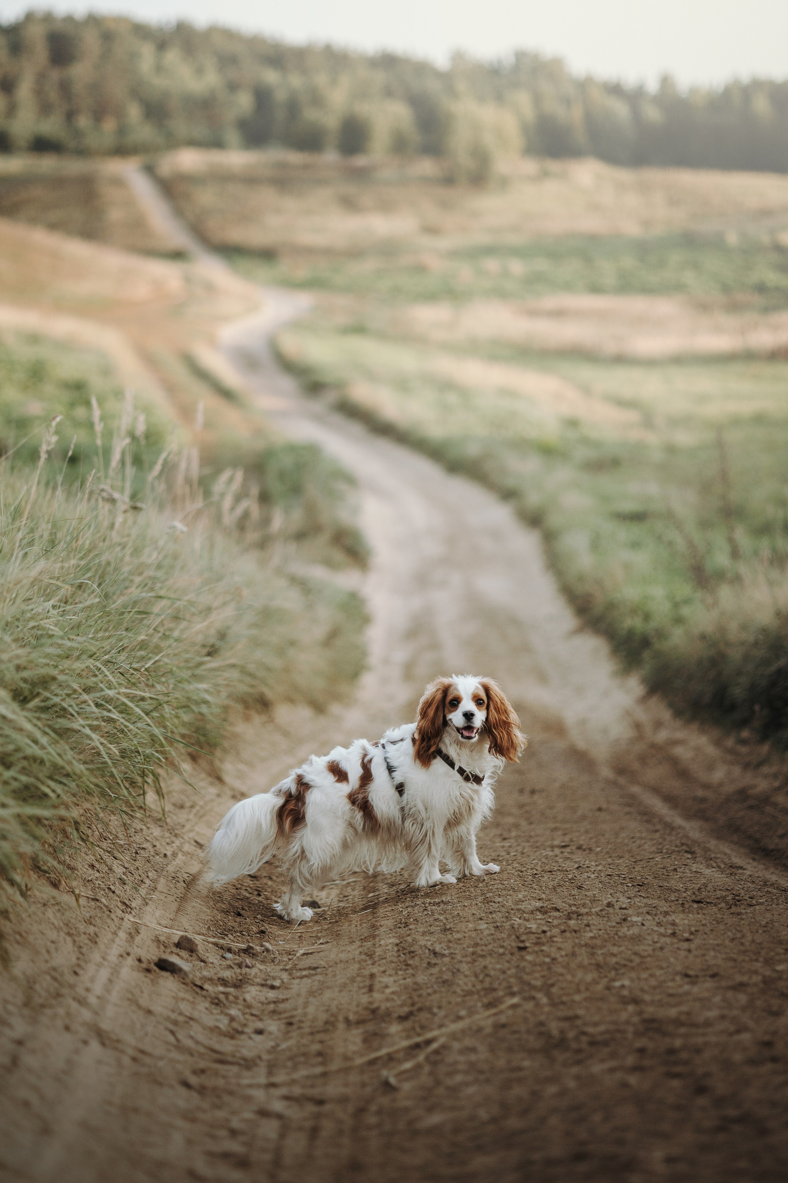 Влада и Белла. Фотограф — Анималист | Санкт-Петербург