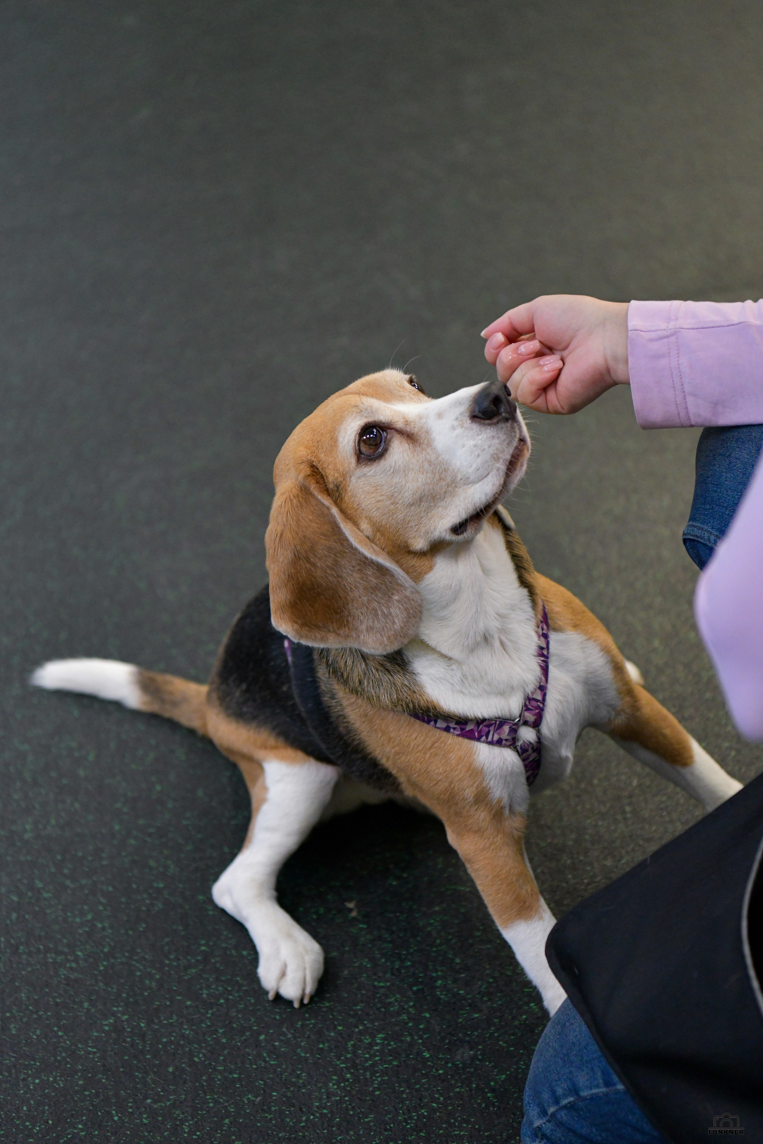 Кинологический клуб «Бодрый хвост». Свой взгляд через объектив