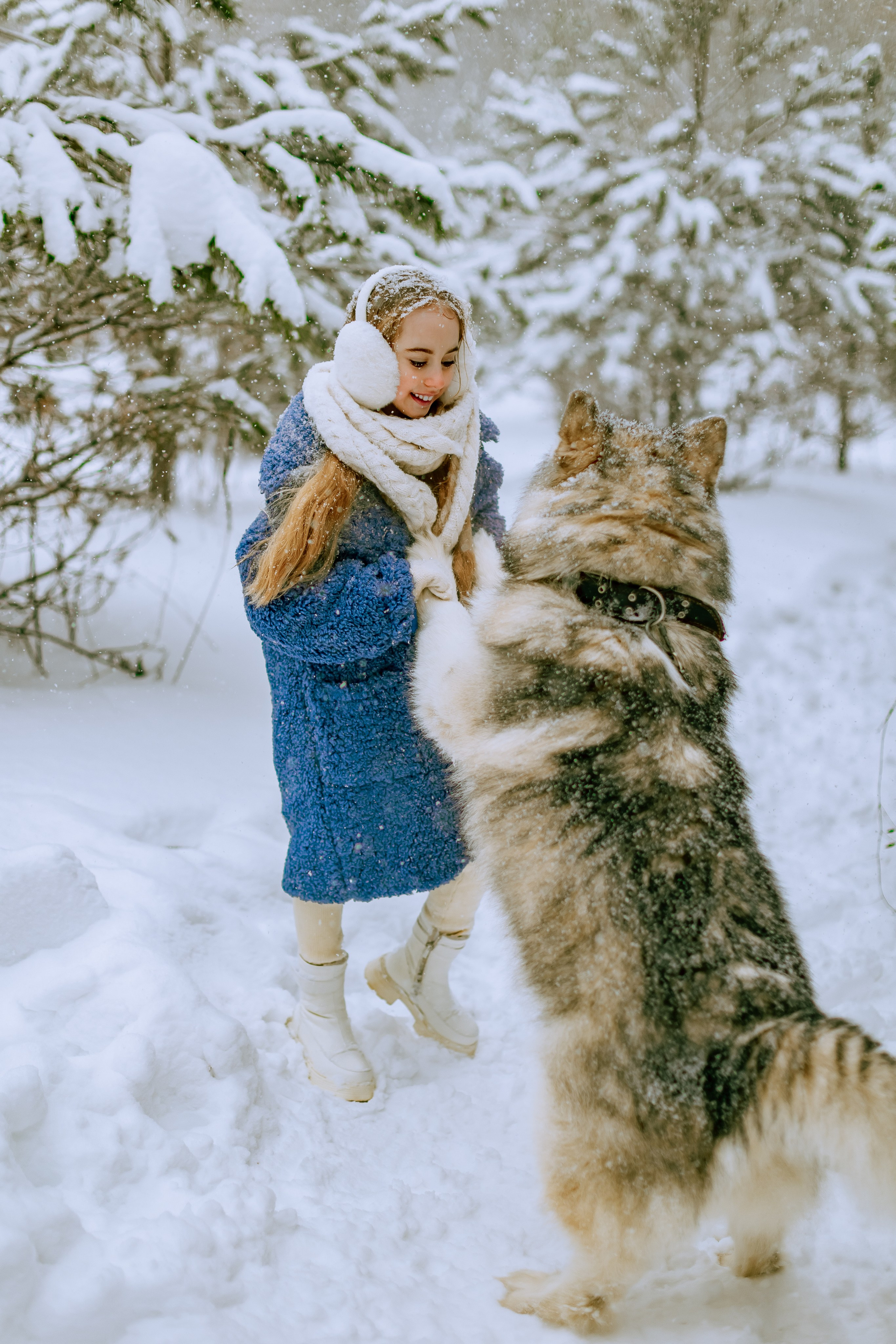 София и аляскинский маламут. Фото и видео Москва, Московский. Свадебный фотограф, видеограф, фотосессии, видеосъемка