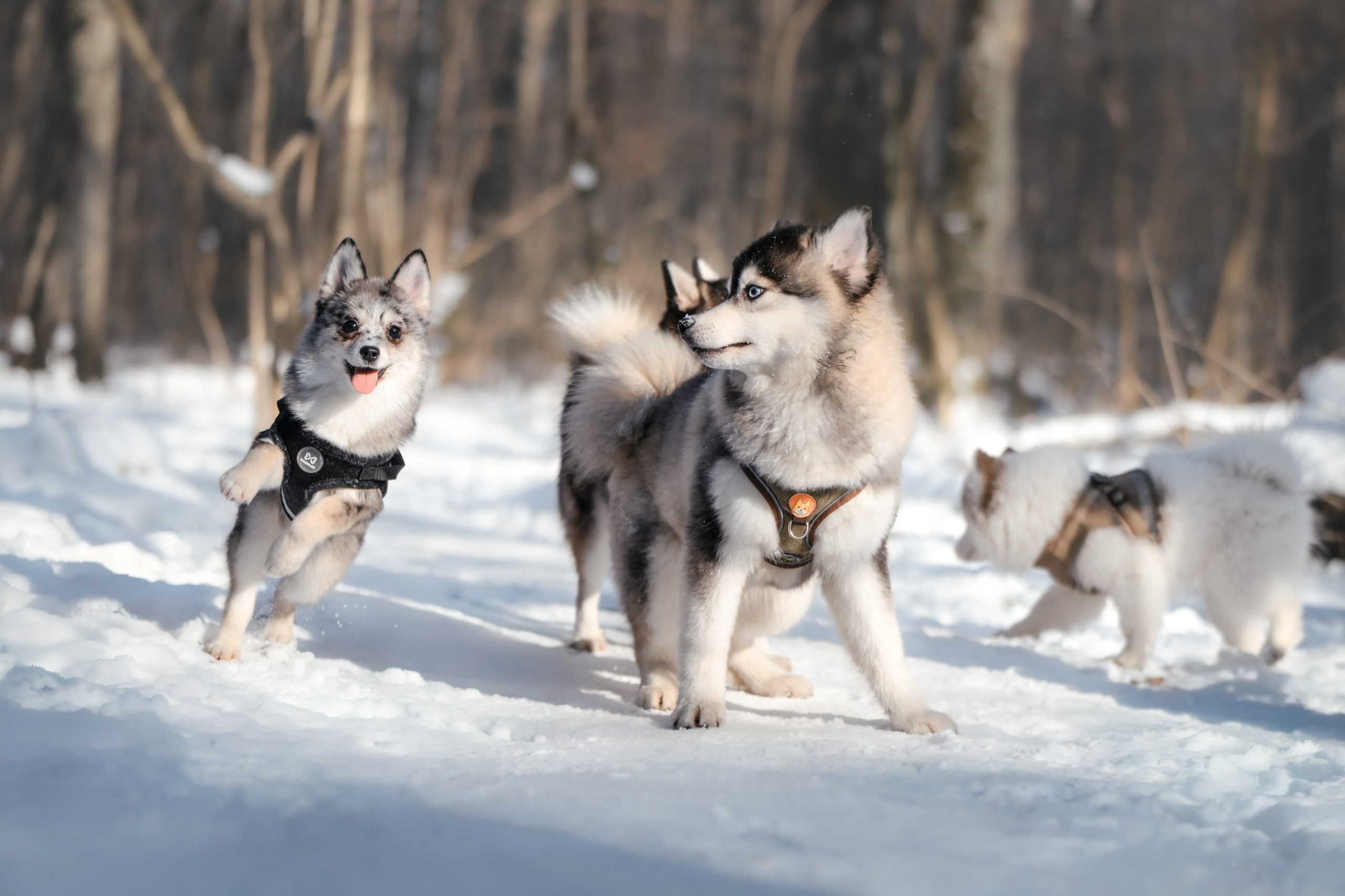 Виктория и 4 помски. Фотограф Анималист в Москве Анастасия Жучкова