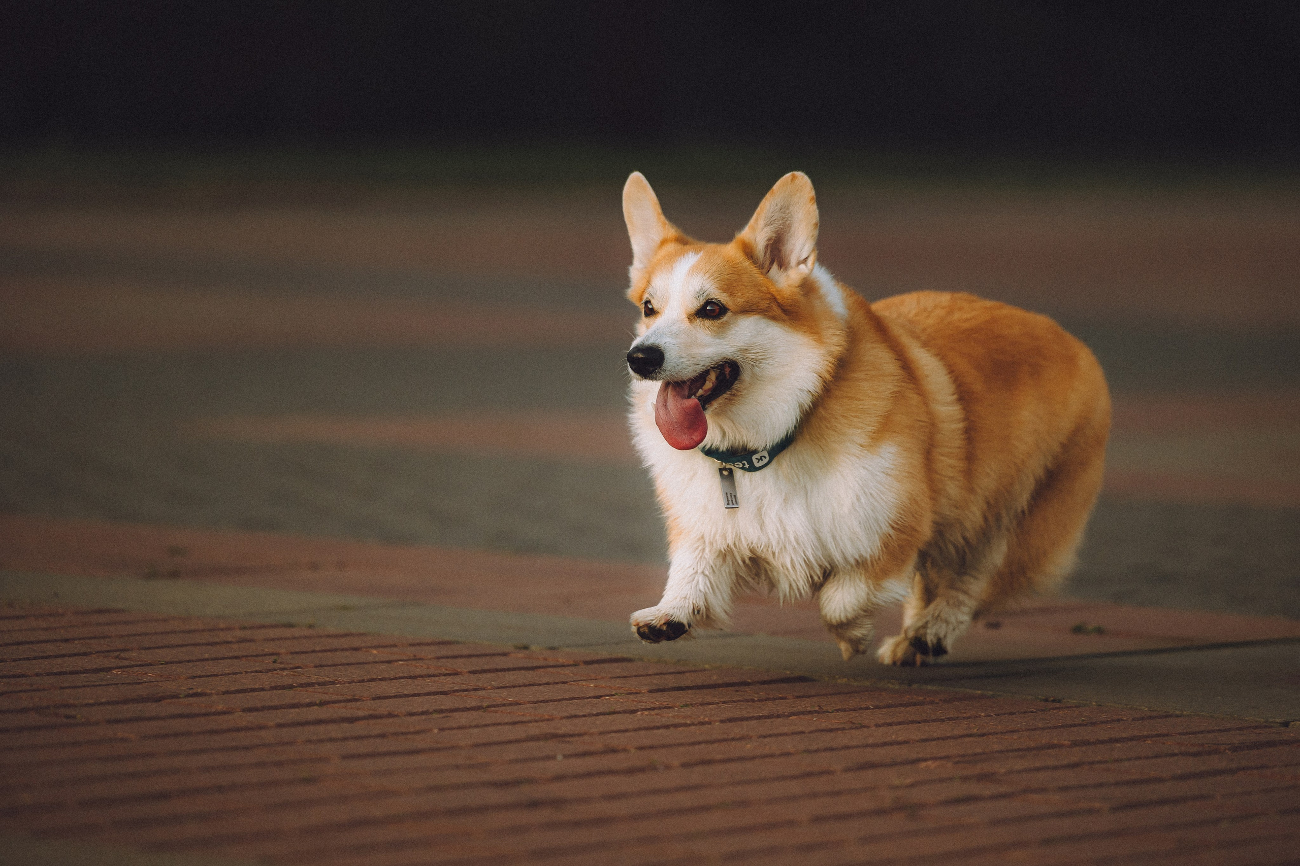 Пуговка и ее семья