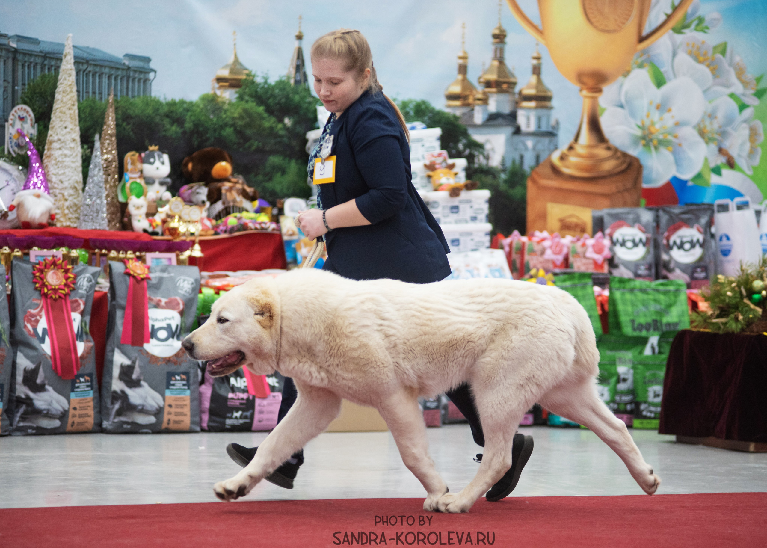 Выставка собак тюмень 10.12.2022. Дог-фотограф в Тюмени Александра Королева
