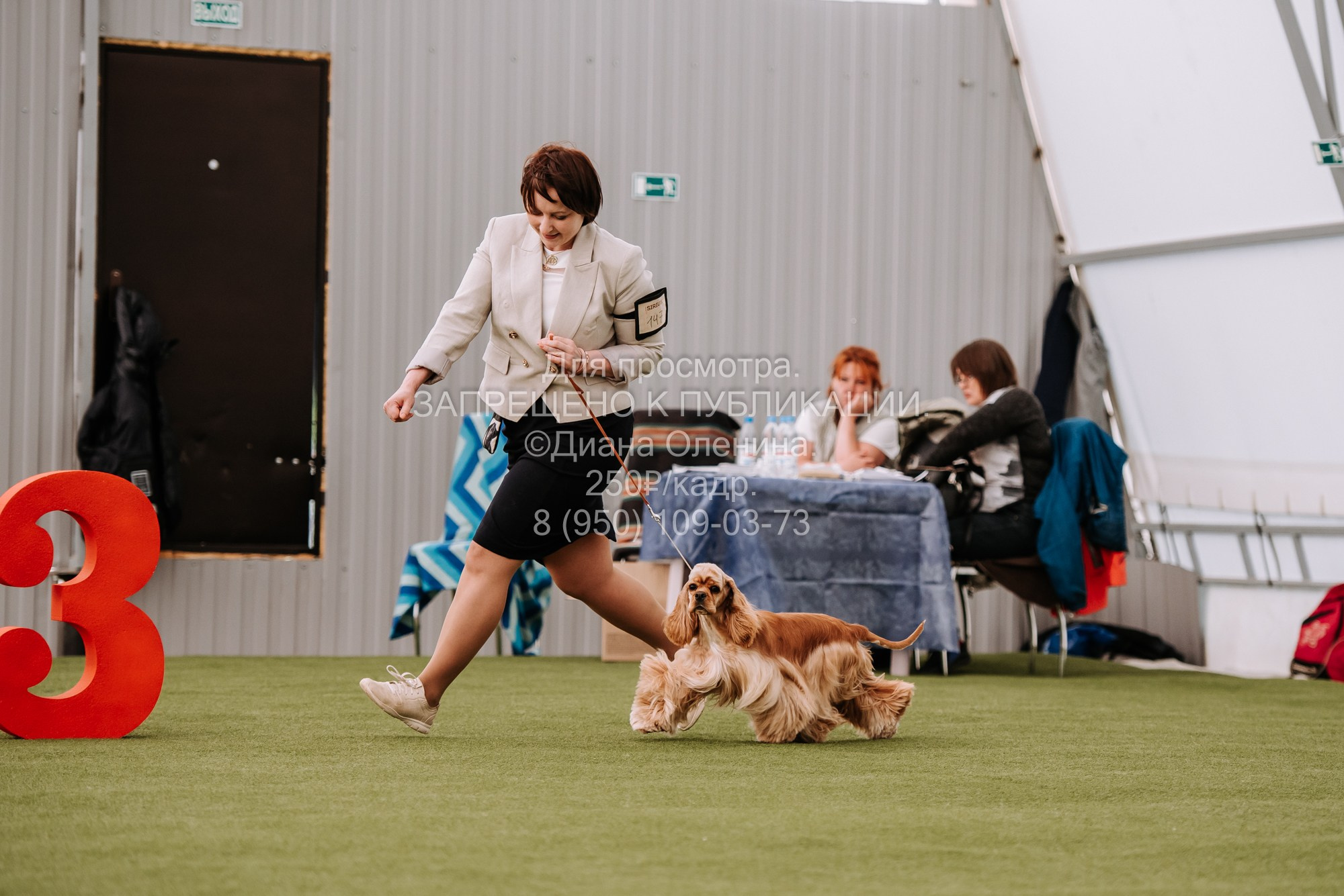 Выставка собак Красноярск 2.06. Фотограф Диана Оленина Красноярск / Братск