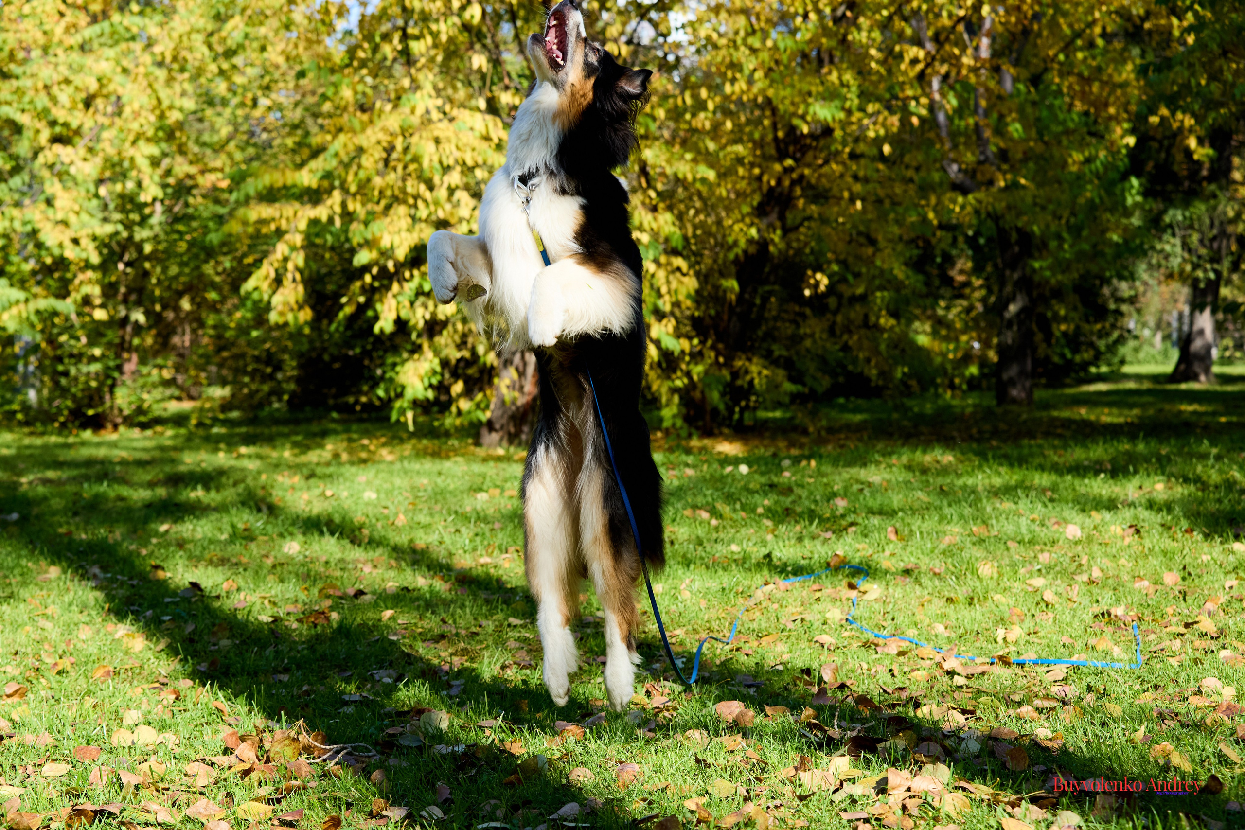 Басенджи и Аусси 21.09.2025. Buyvolenko Andrey