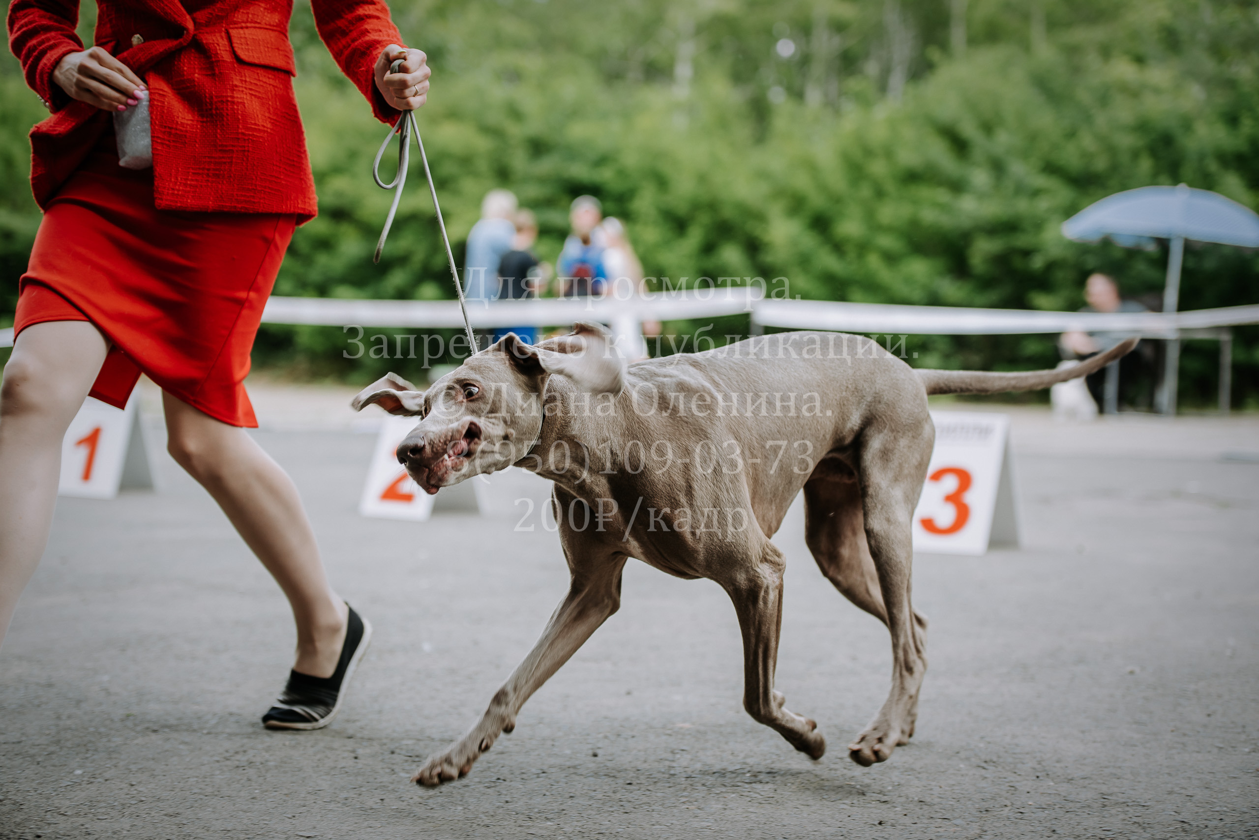 25 июня 2022 г. Братск БГОО КЛС Континенталь. Выставка собак. Фотограф Диана Оленина Красноярск / Братск