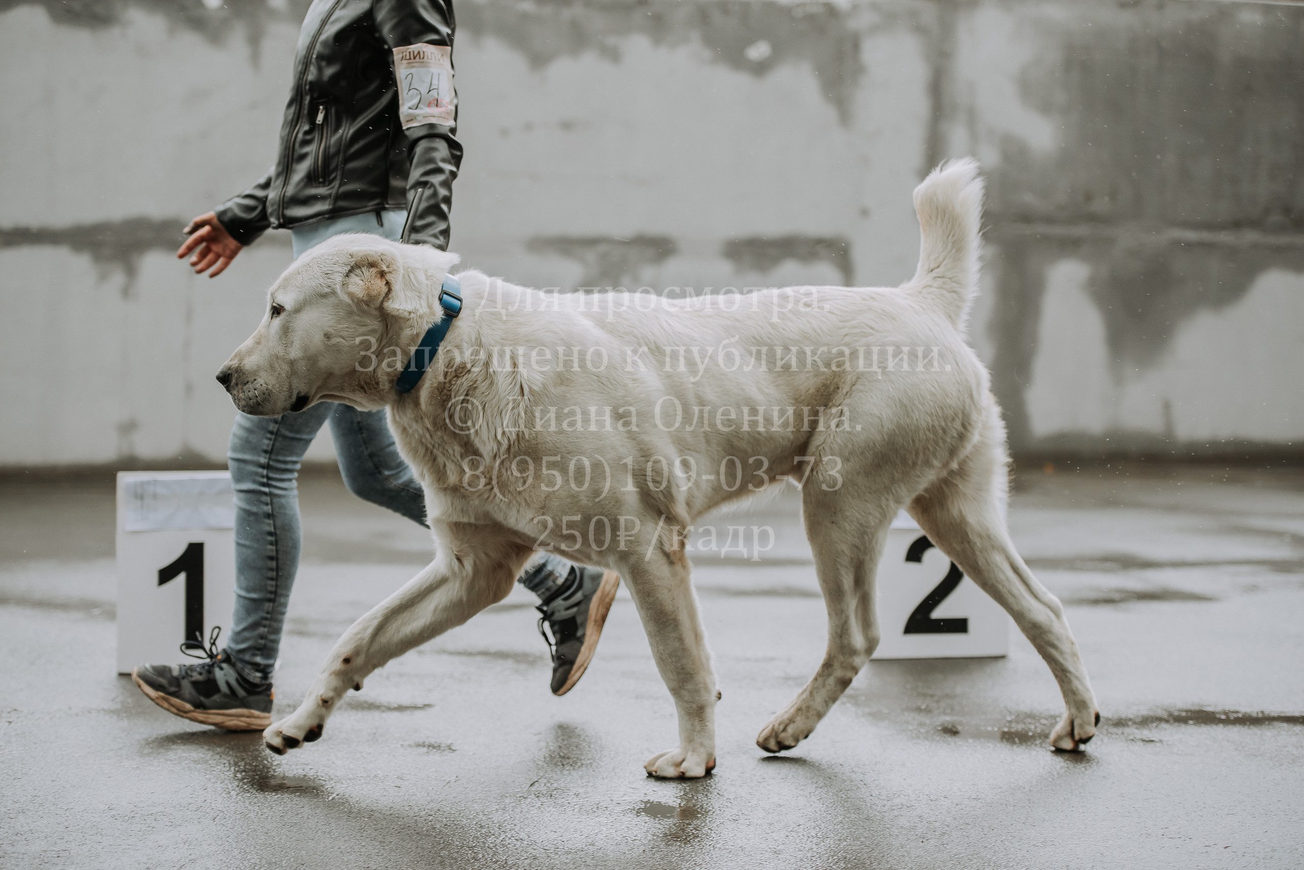 Выставка собак Братск 3 сентября 2022 Фаворит. Фотограф Диана Оленина Красноярск / Братск