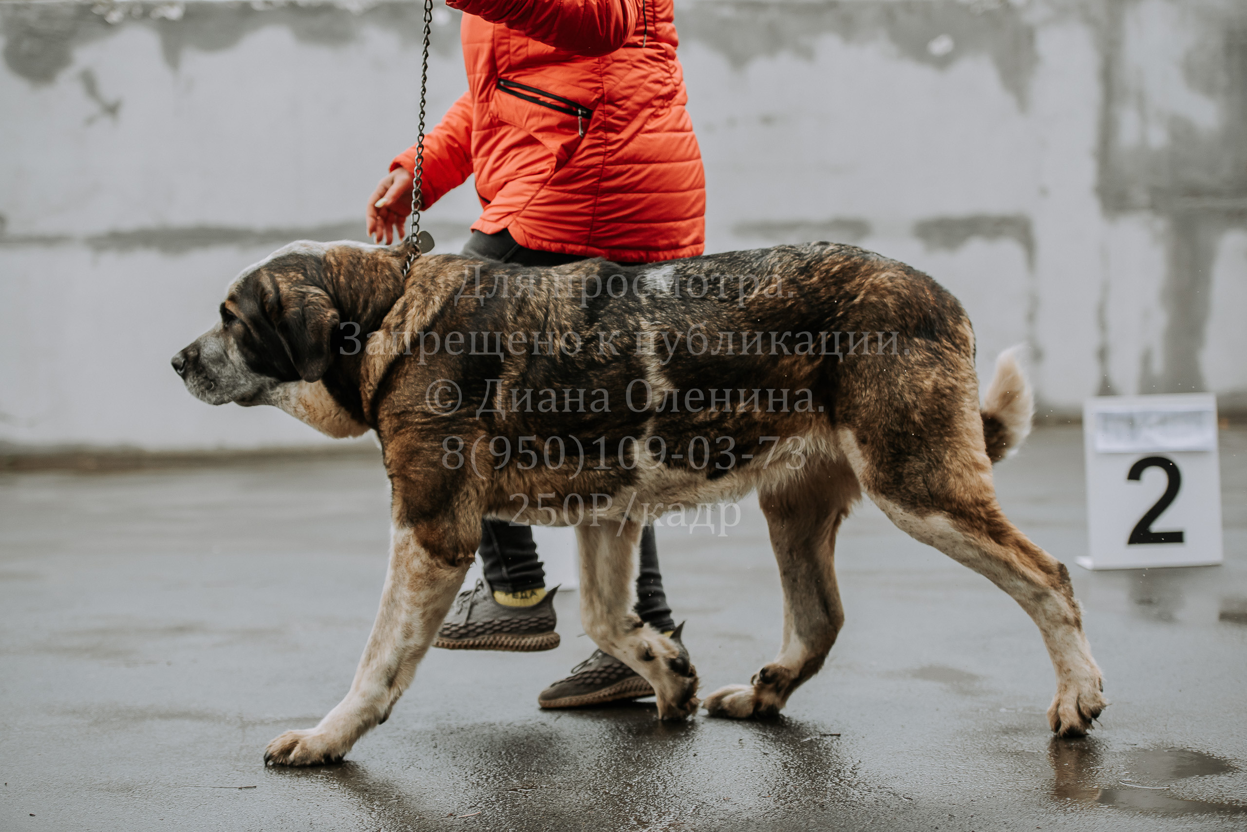 Выставка собак Братск 3 сентября 2022 Фаворит. Фотограф Диана Оленина Красноярск / Братск
