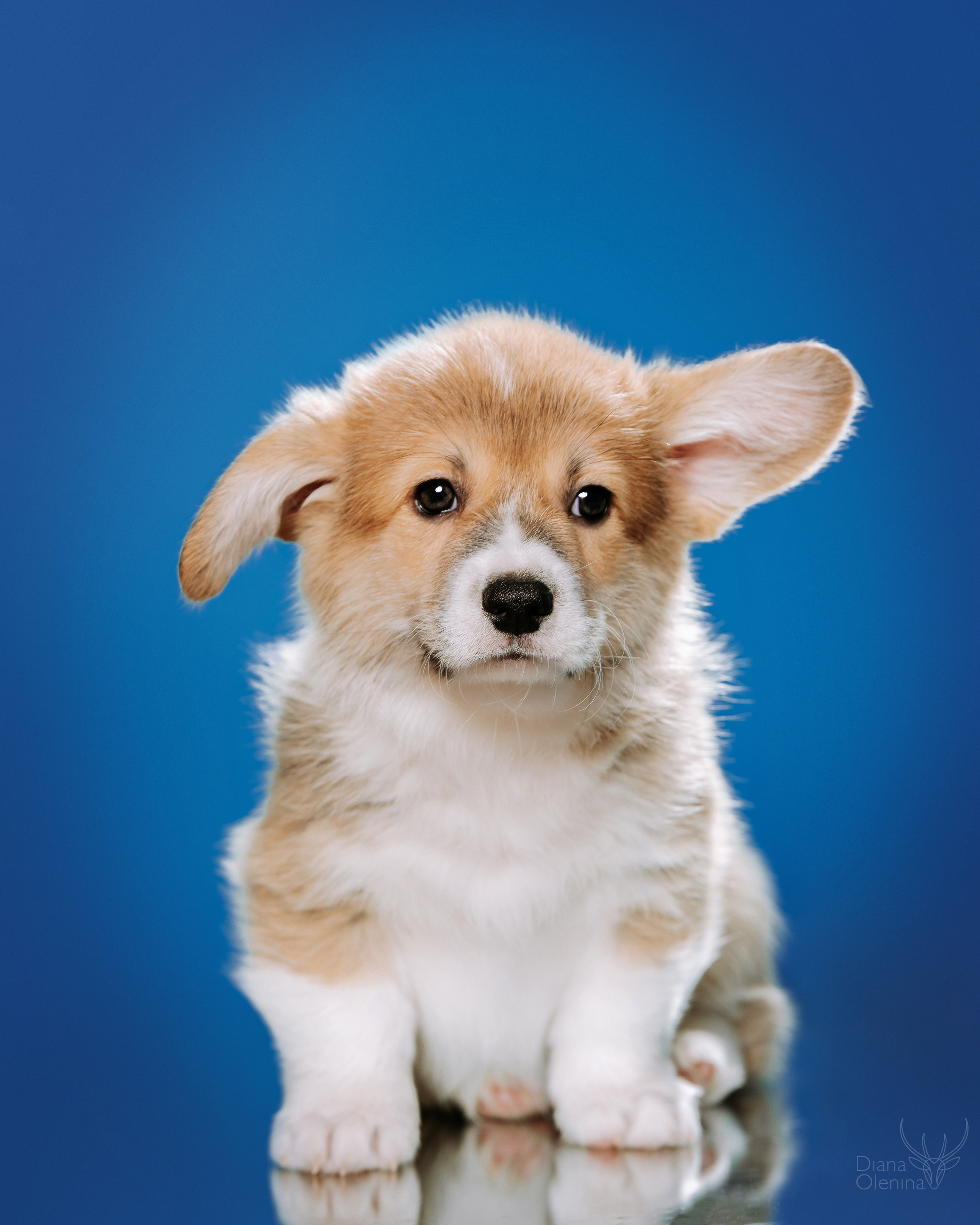 Фотосессия щенков Вельш Корги Пемброк. Съемка помета. Фотосъемка. Фотограф Диана Оленина Красноярск / Братск