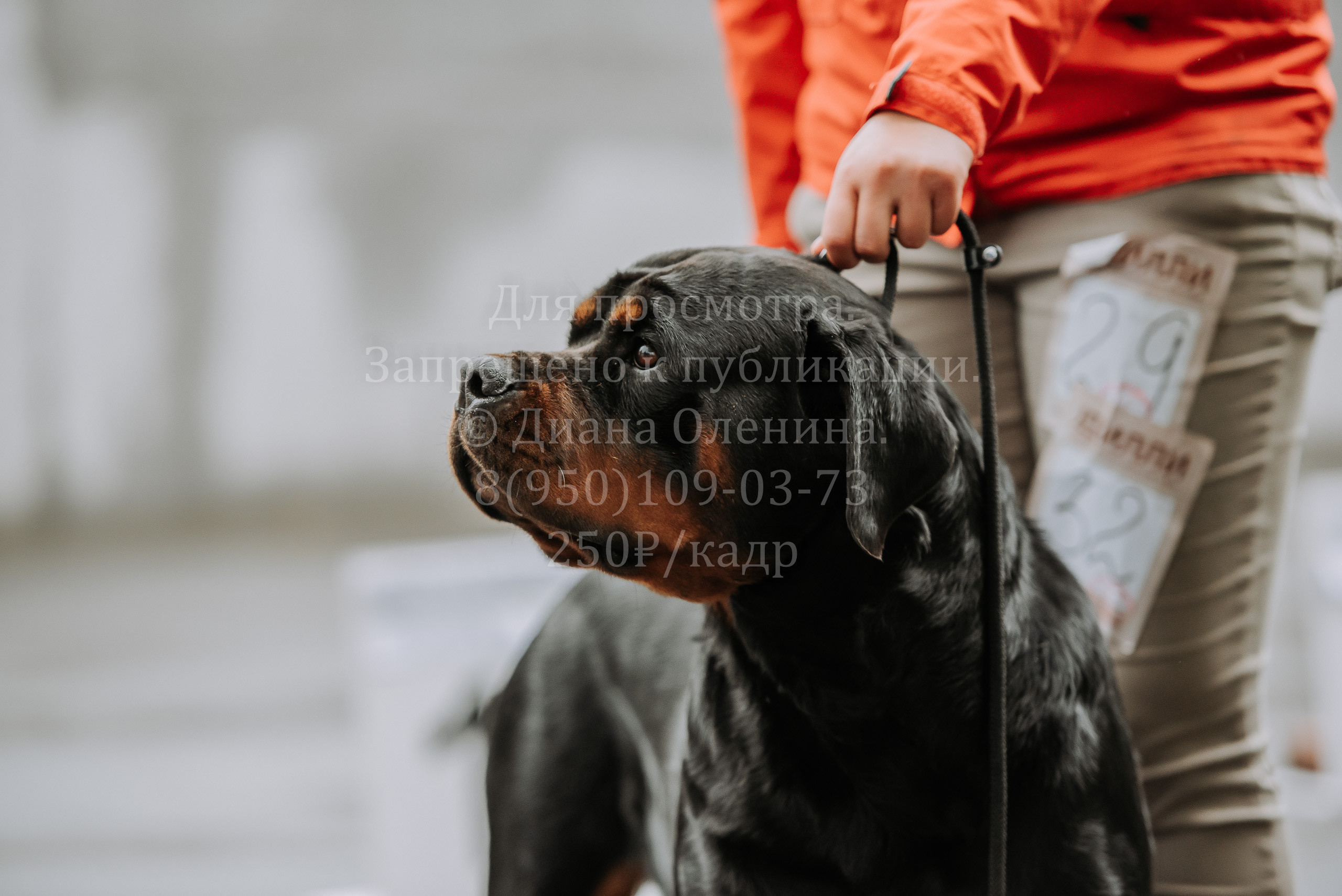 Выставка собак Братск 3 сентября 2022 Фаворит. Фотограф Диана Оленина Красноярск / Братск