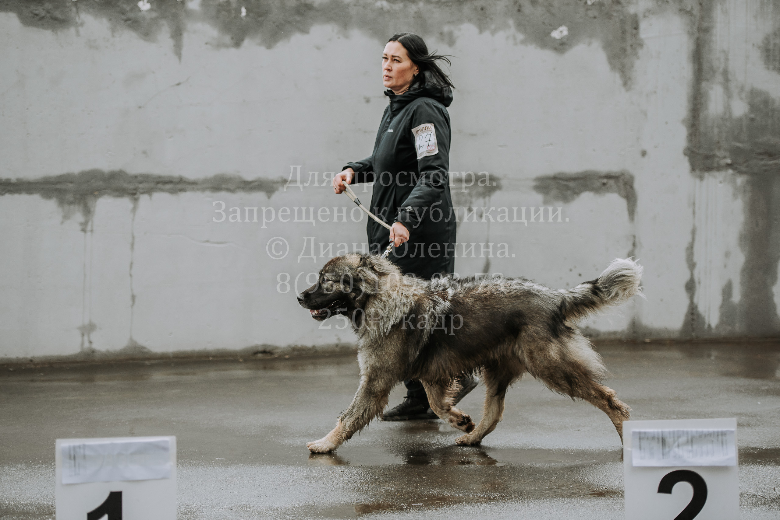 Выставка собак Братск 3 сентября 2022 Фаворит. Фотограф Диана Оленина Красноярск / Братск