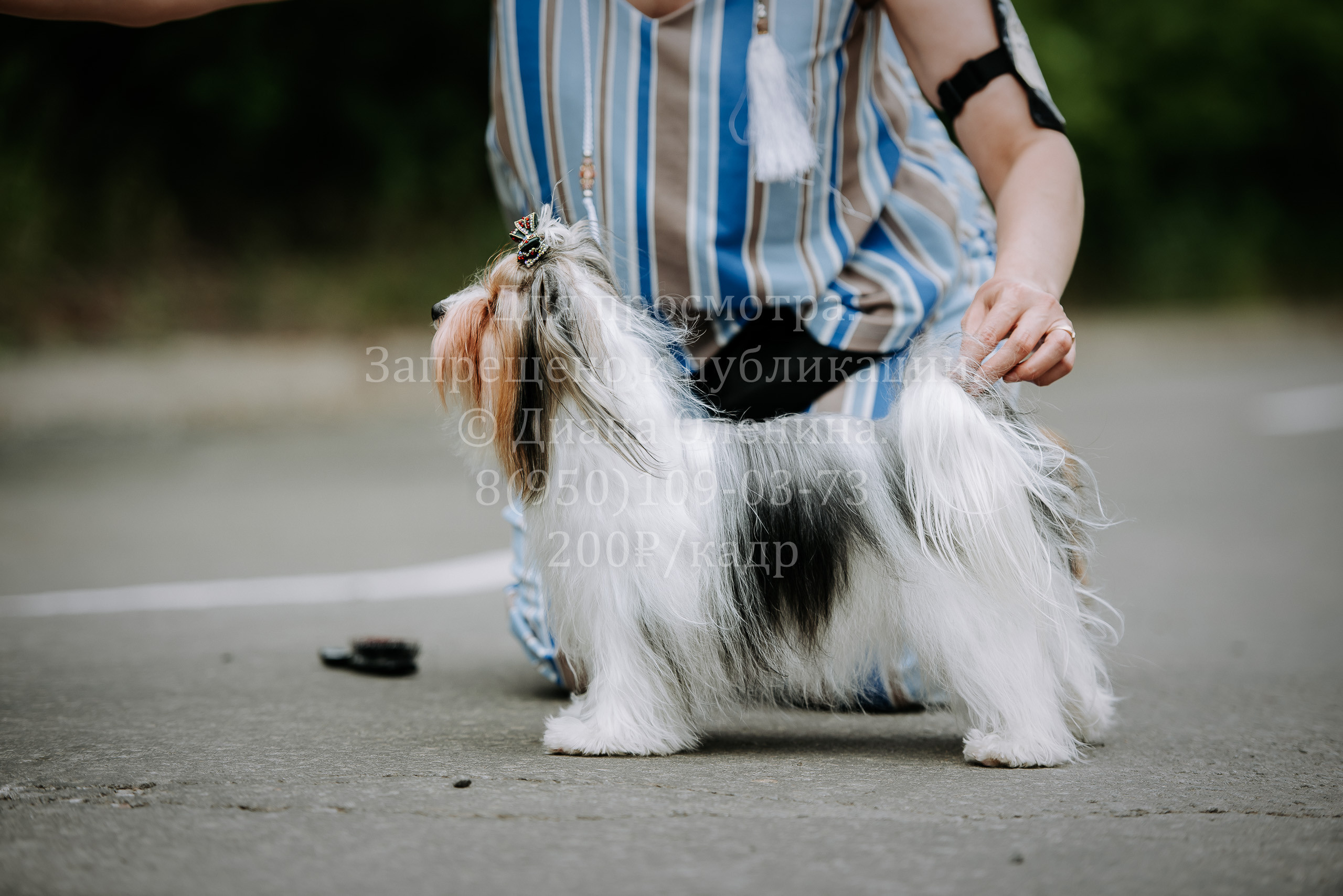 25 июня 2022 г. Братск БГОО КЛС Континенталь. Выставка собак. Фотограф Диана Оленина Красноярск / Братск