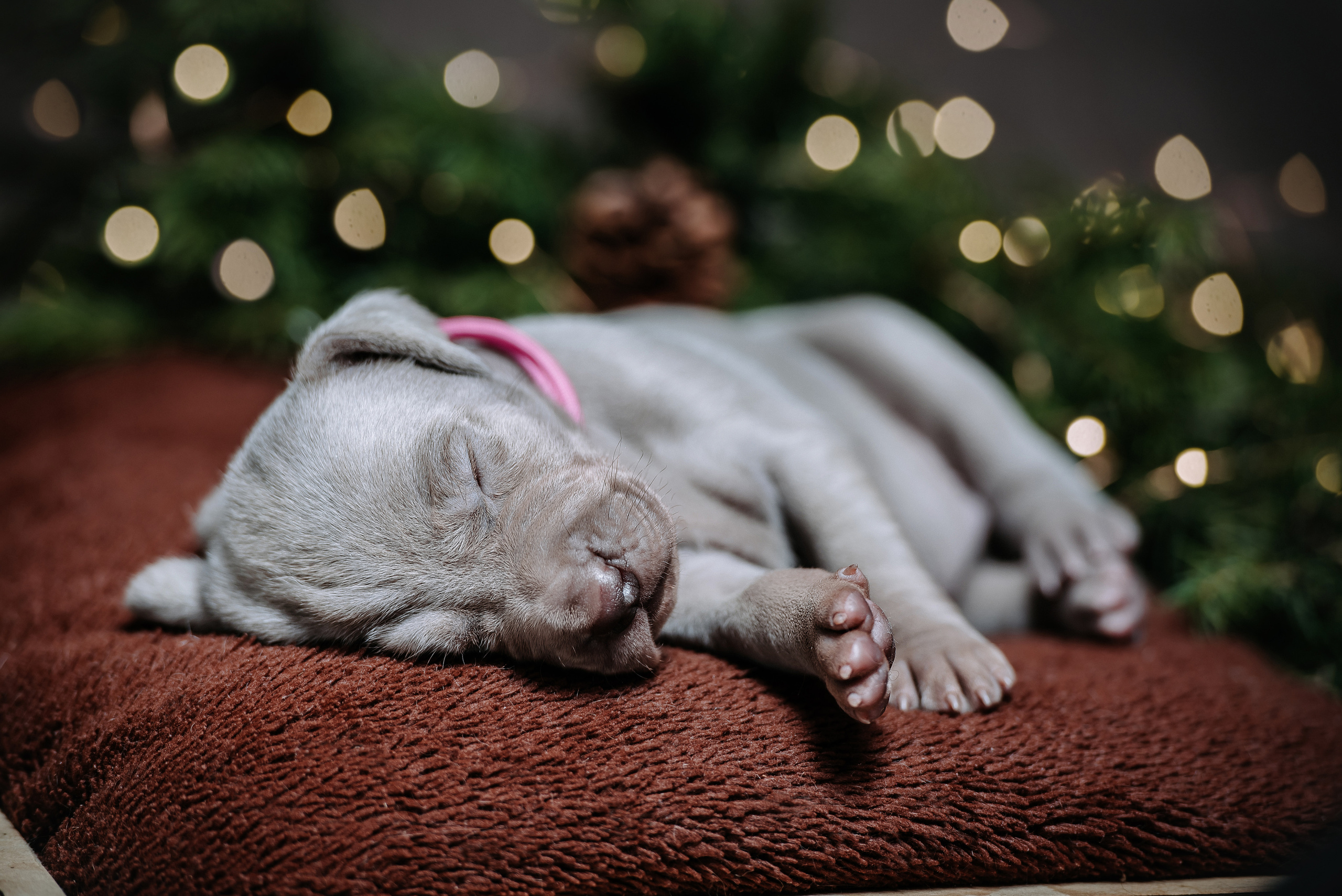Веймарские легавые. Фотограф Диана Оленина Красноярск / Братск