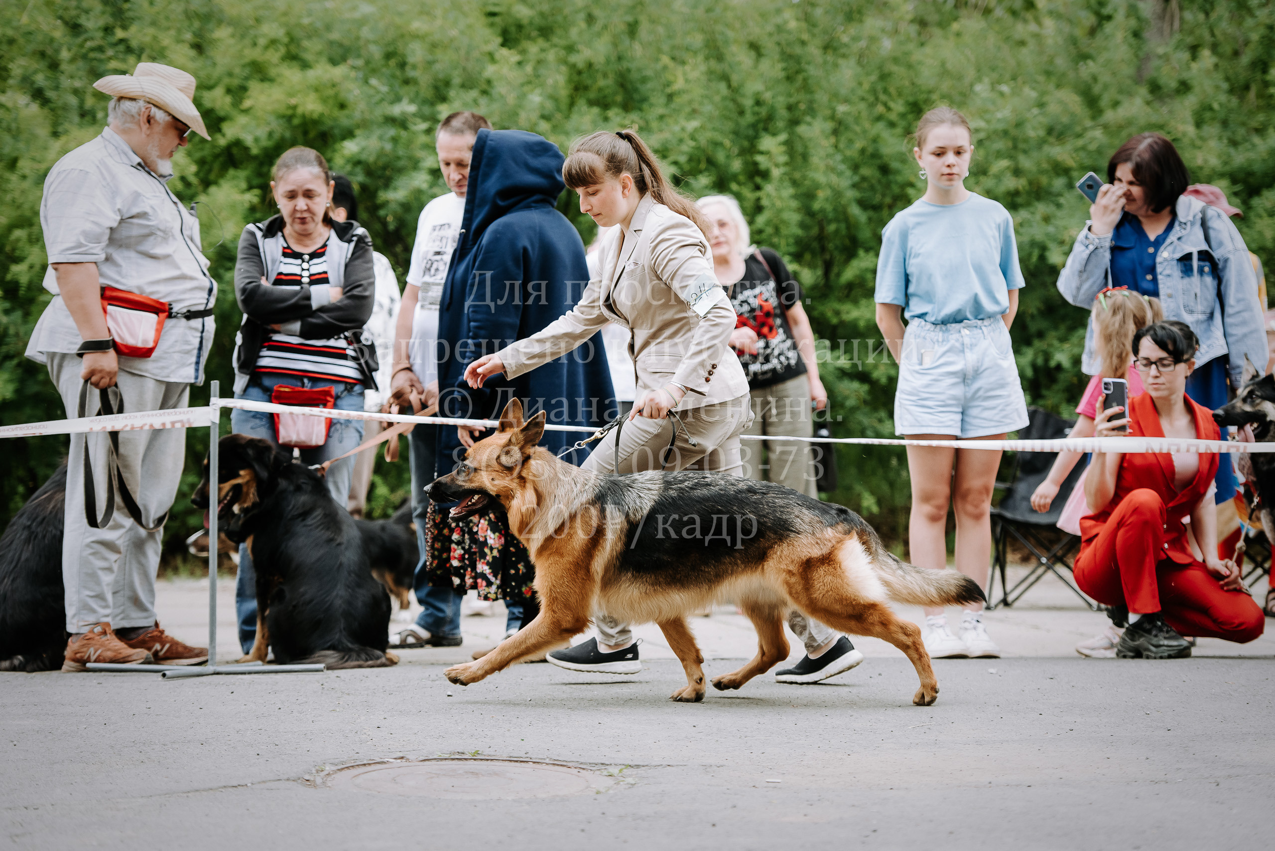25 июня 2022 г. Братск БГОО КЛС Континенталь. Выставка собак. Фотограф Диана Оленина Красноярск / Братск