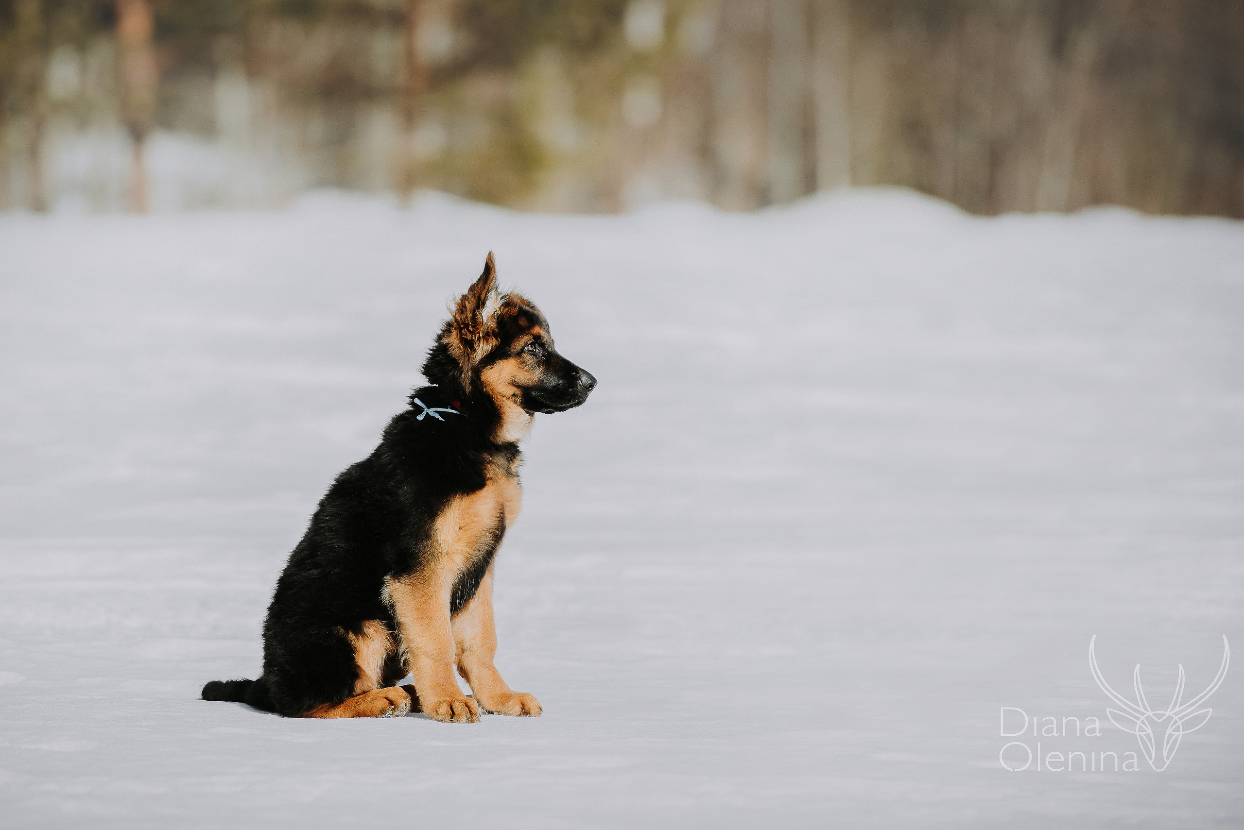 Немецкие овчарки. Фотограф Диана Оленина Красноярск / Братск